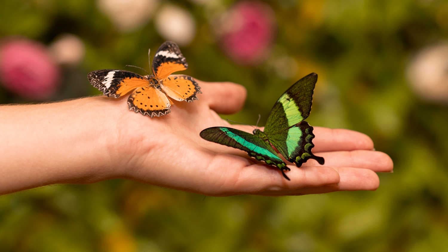 Biodiversità ed ecosistemi