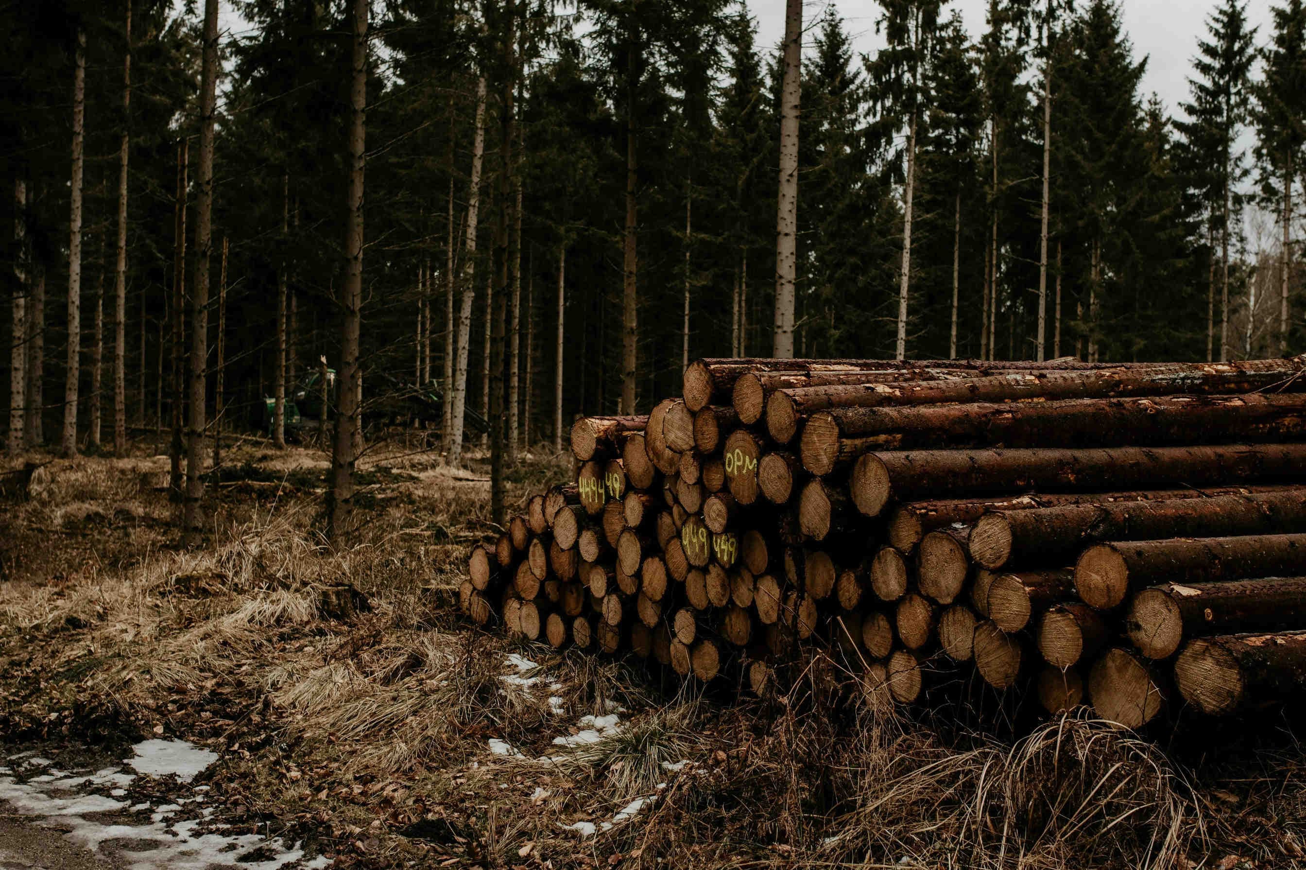3bee-blog-deforestazione-una-minaccia-ancora-aperta