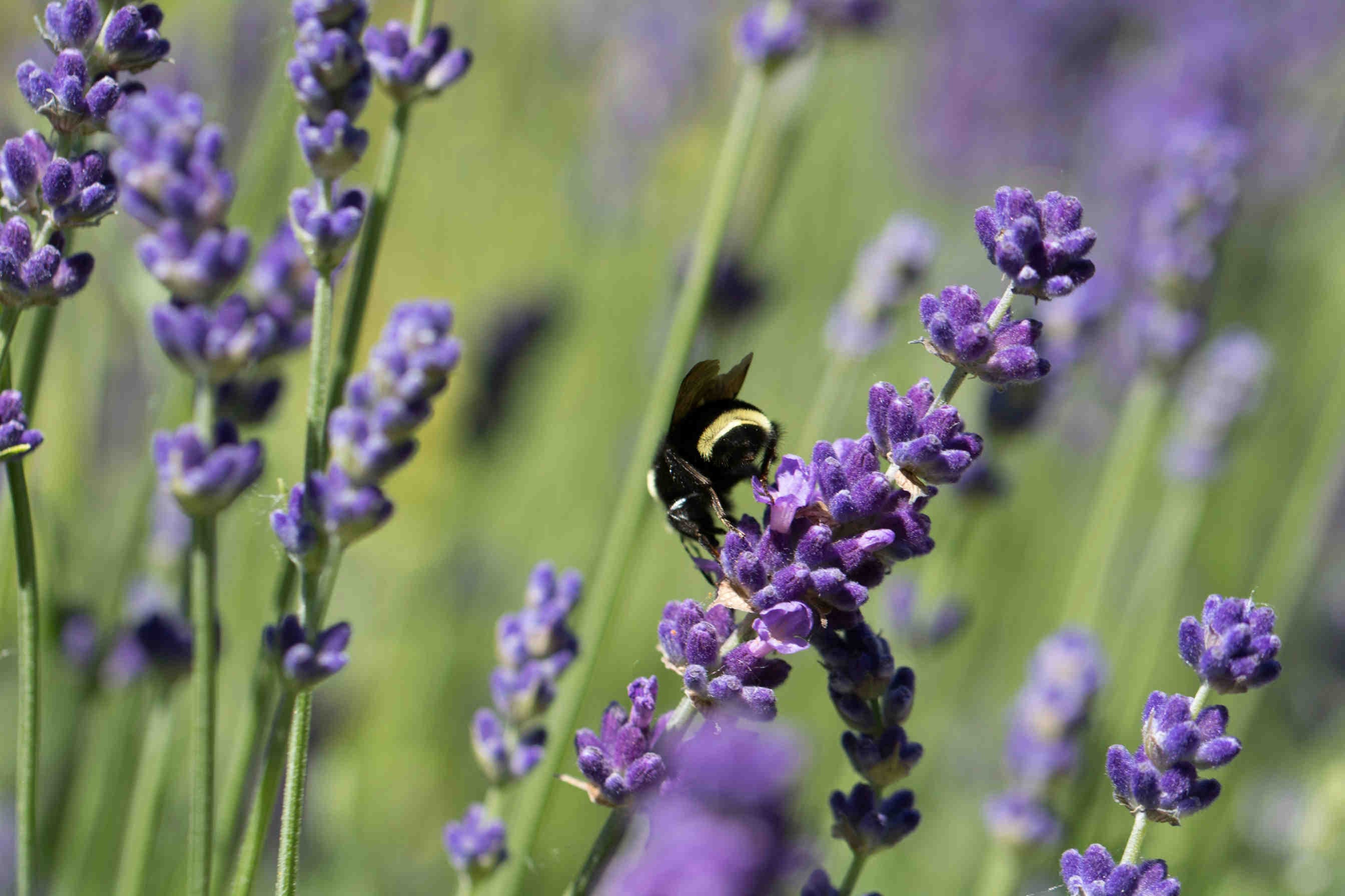 3bee-blog-piante-nettarifere-risorse-vitali-per-gli-impollinatori
