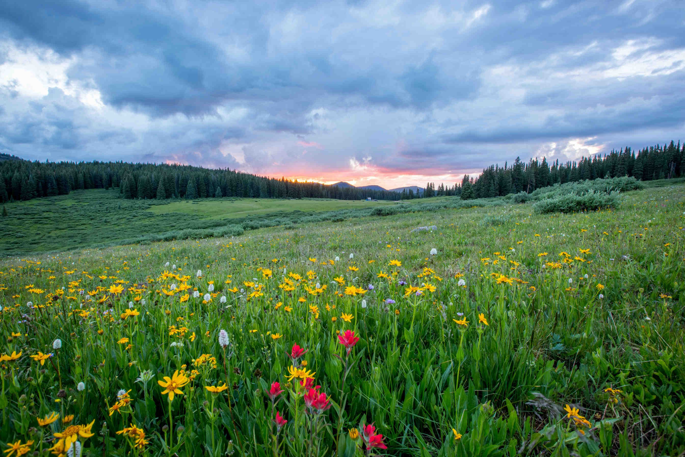 Il valore della biodiversità naturale