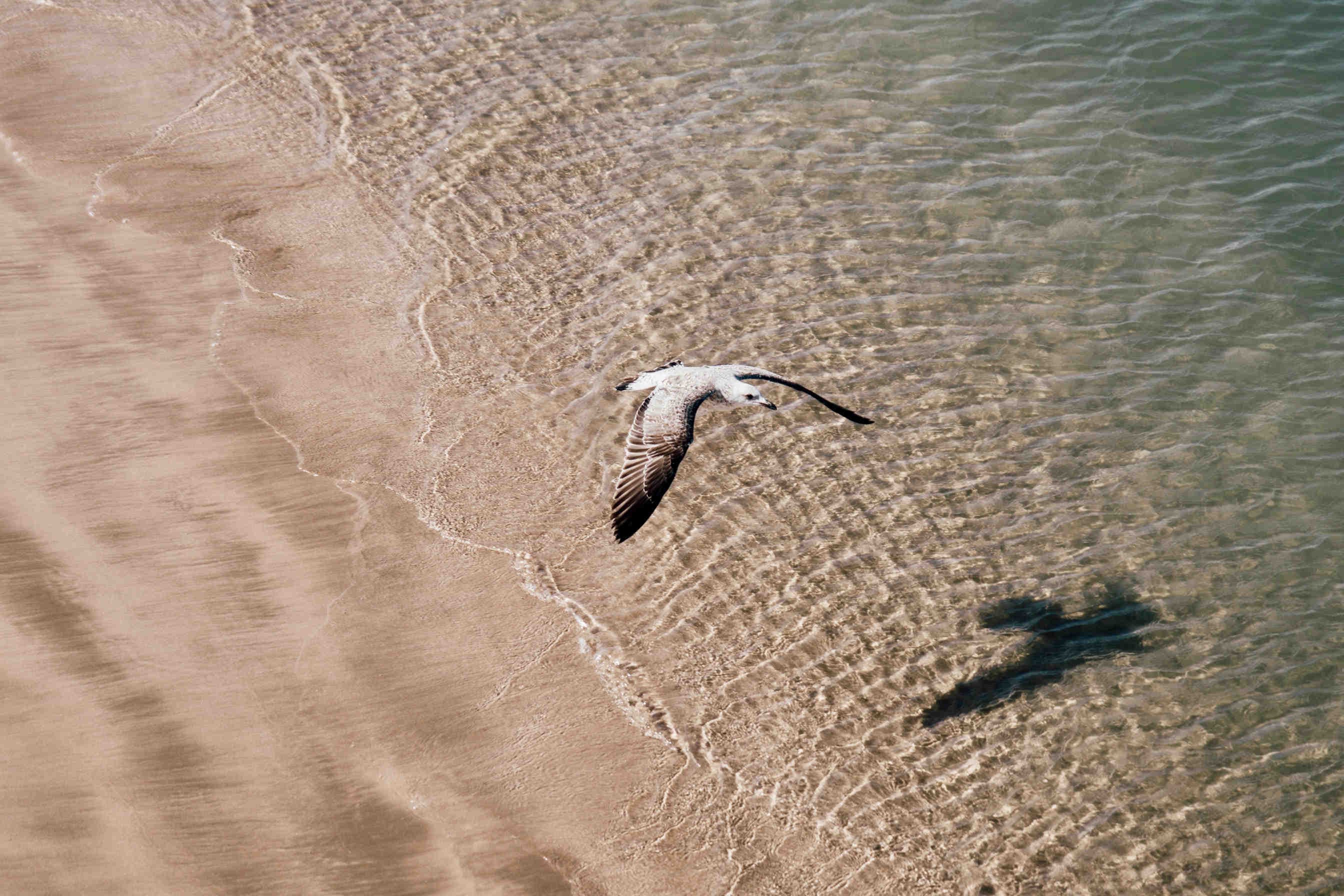 fauna spiaggia