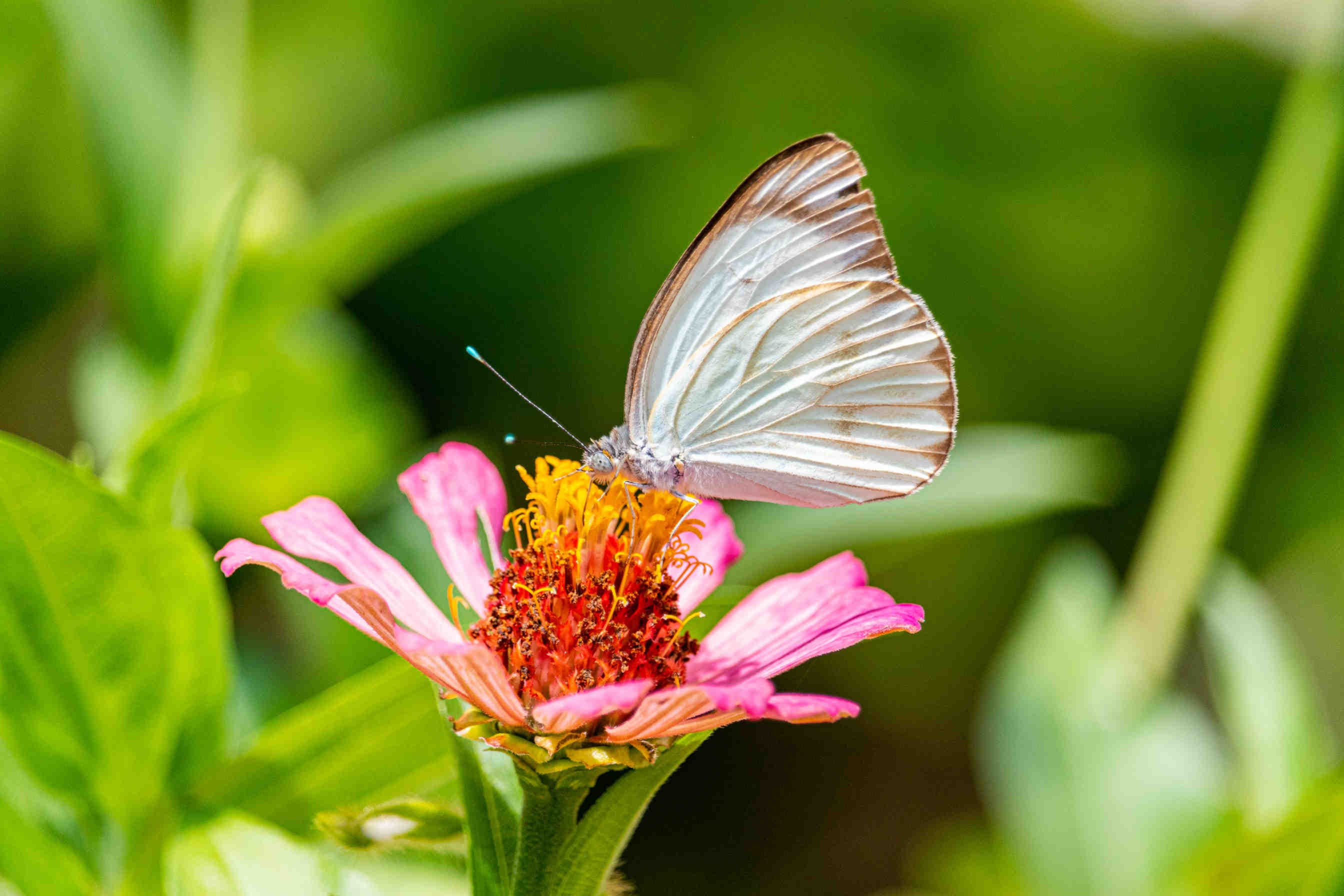 allarme biodiversità declino