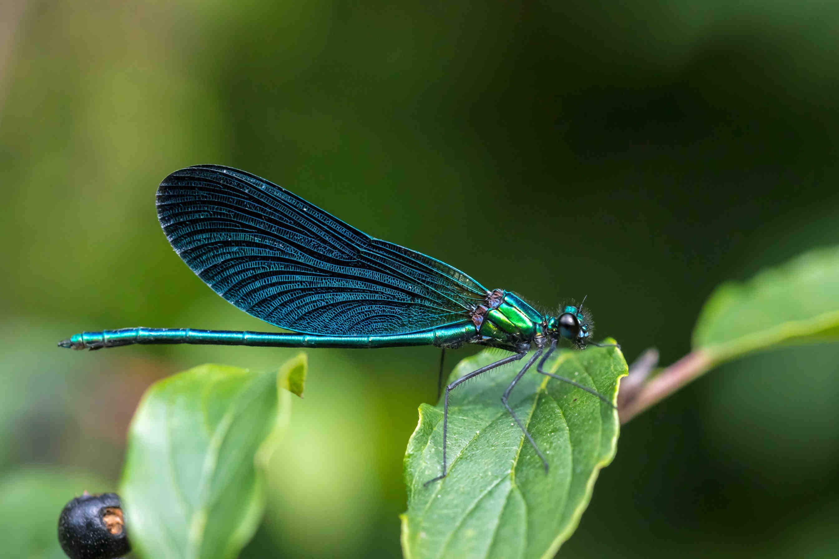 libellula blu