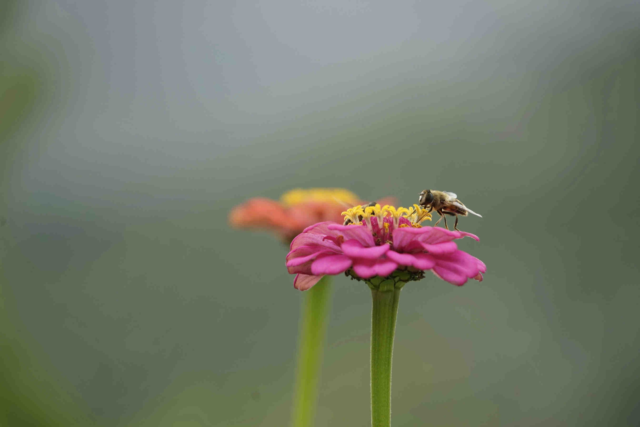 Crediti di Biodiversità: la Prassi UNI/PdR 179:2025