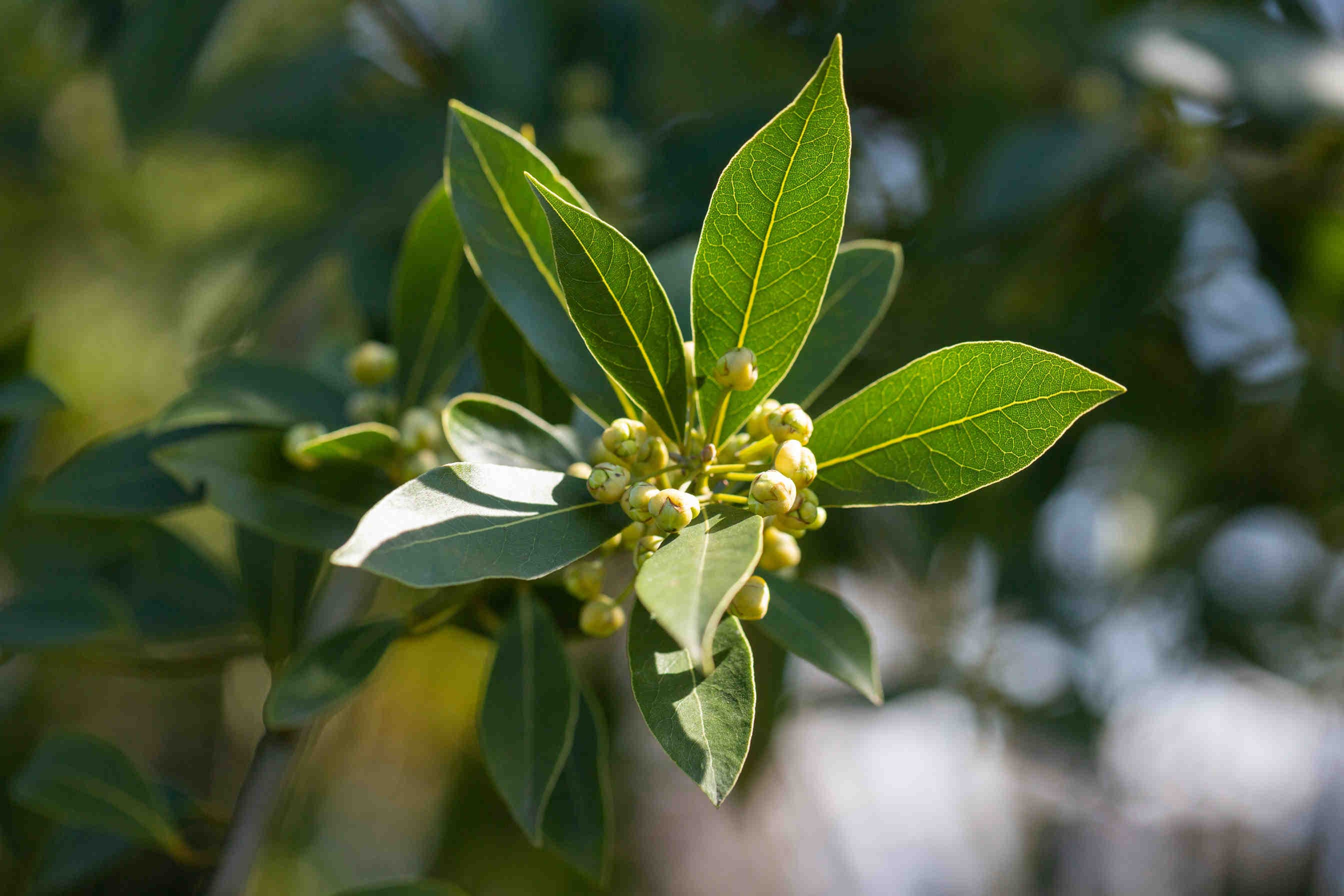 foglie alloro