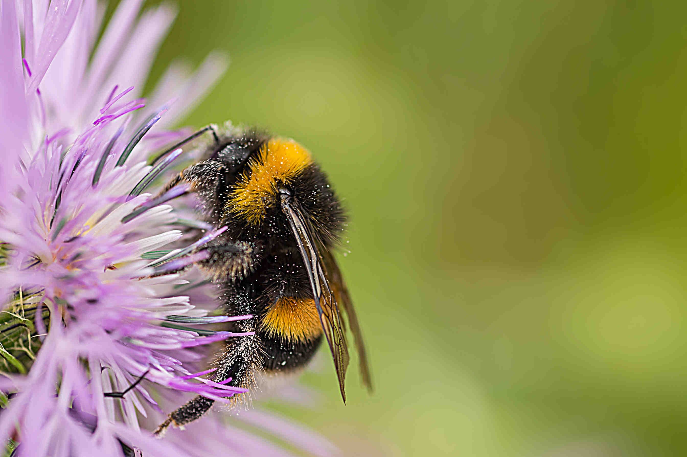 Bombo_Bombus