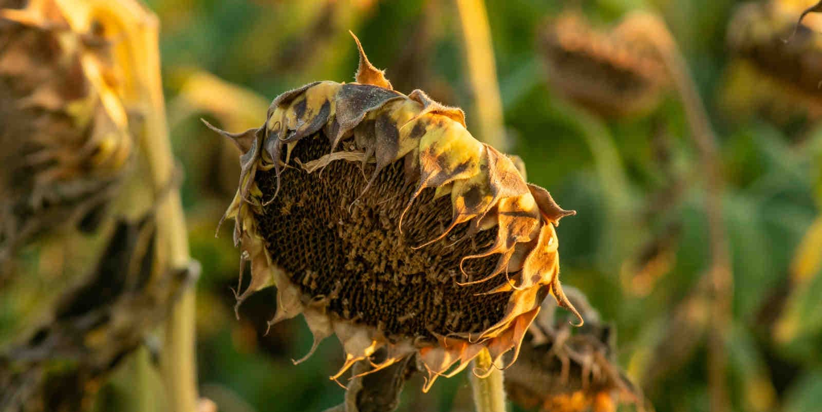 La fine di La Niña: cosa aspettarsi nei prossimi mesi secondo i climatologi