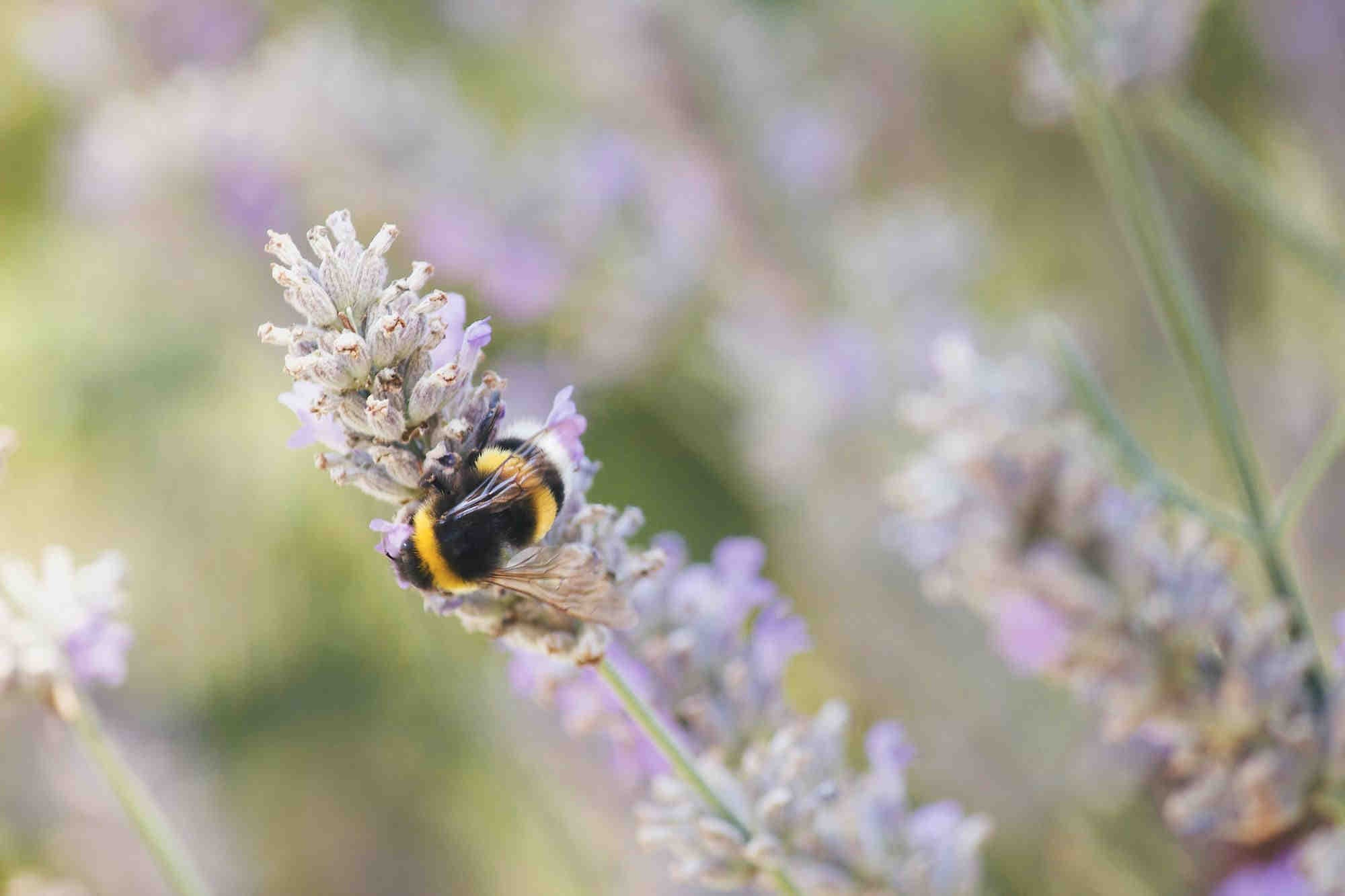 Bumblebee Life Cycle: Queens and Reproduction