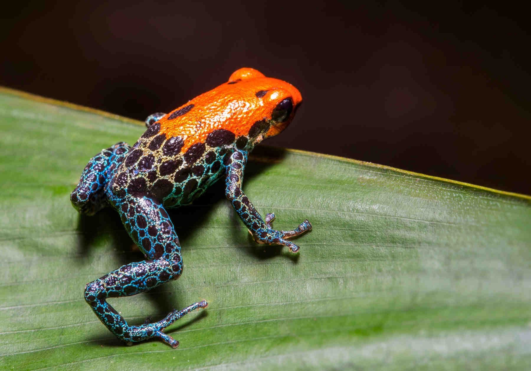 Biodiversità: perché influisce sulla scelta del framework