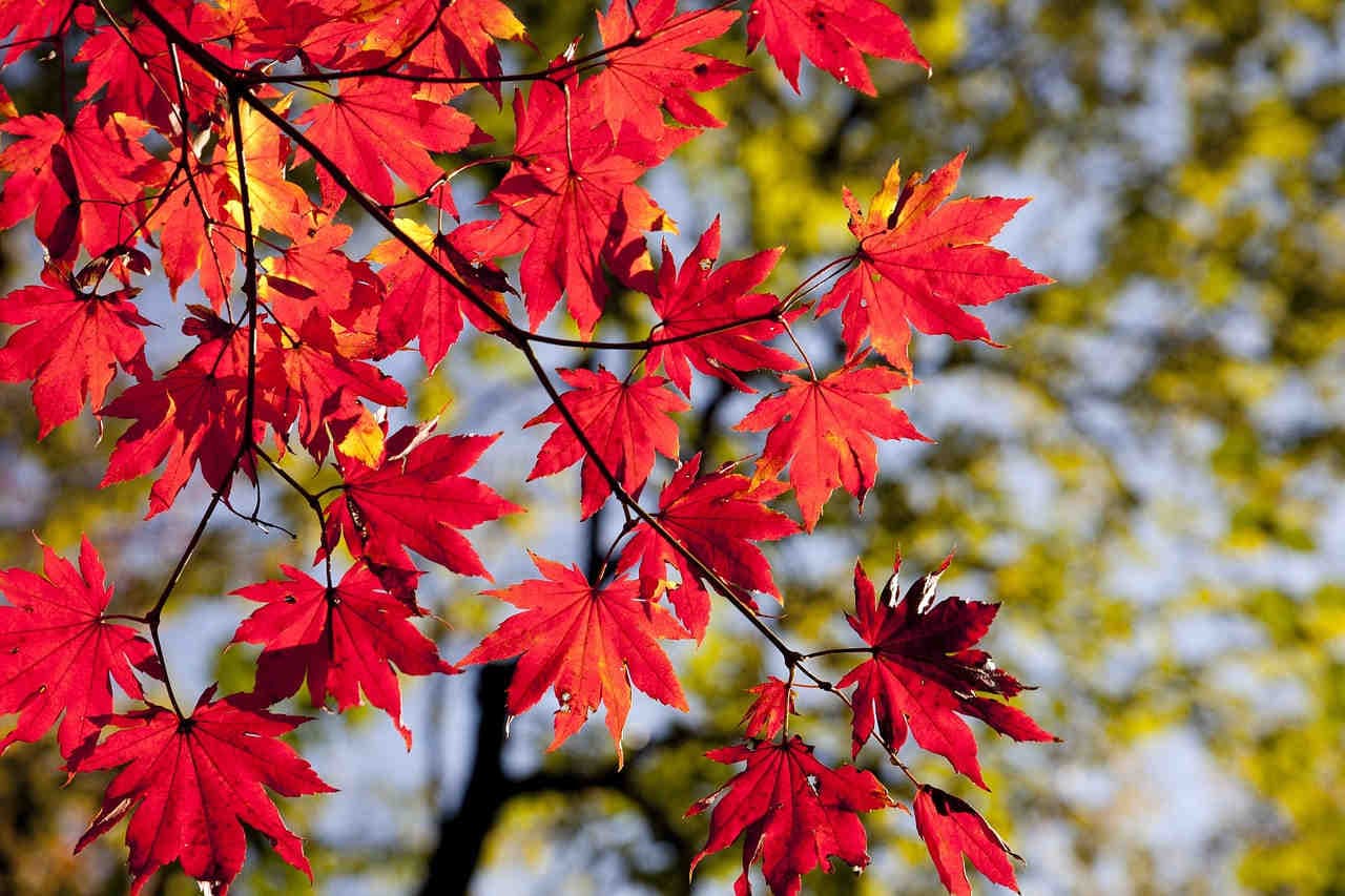 ruoli adattativi colori foglie