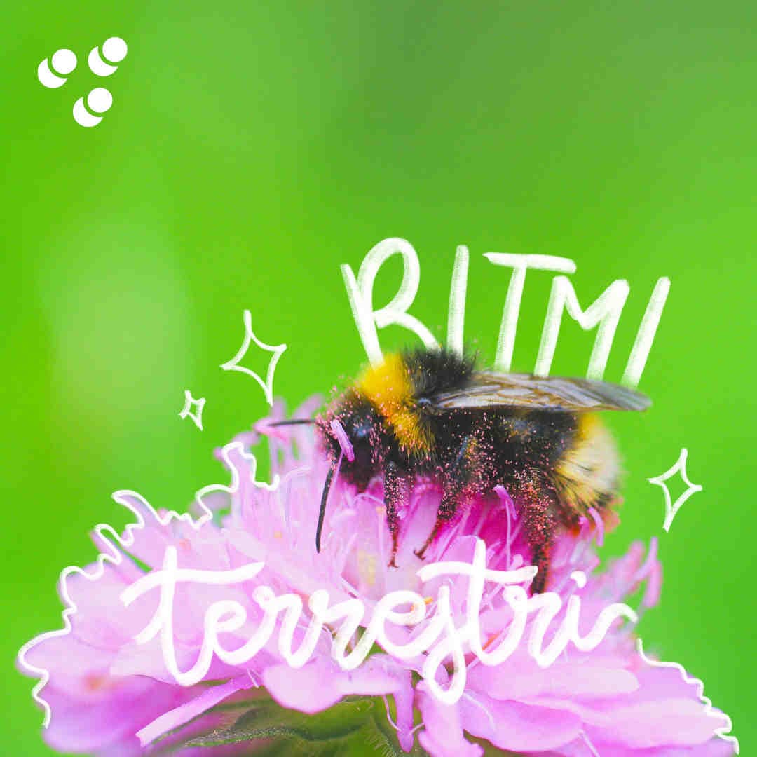 Ritmi Terrestris - Bombus Terrestris