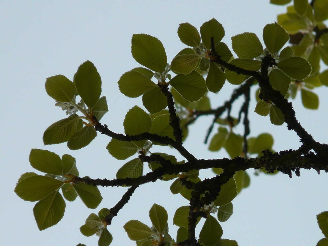 Mehlbeere