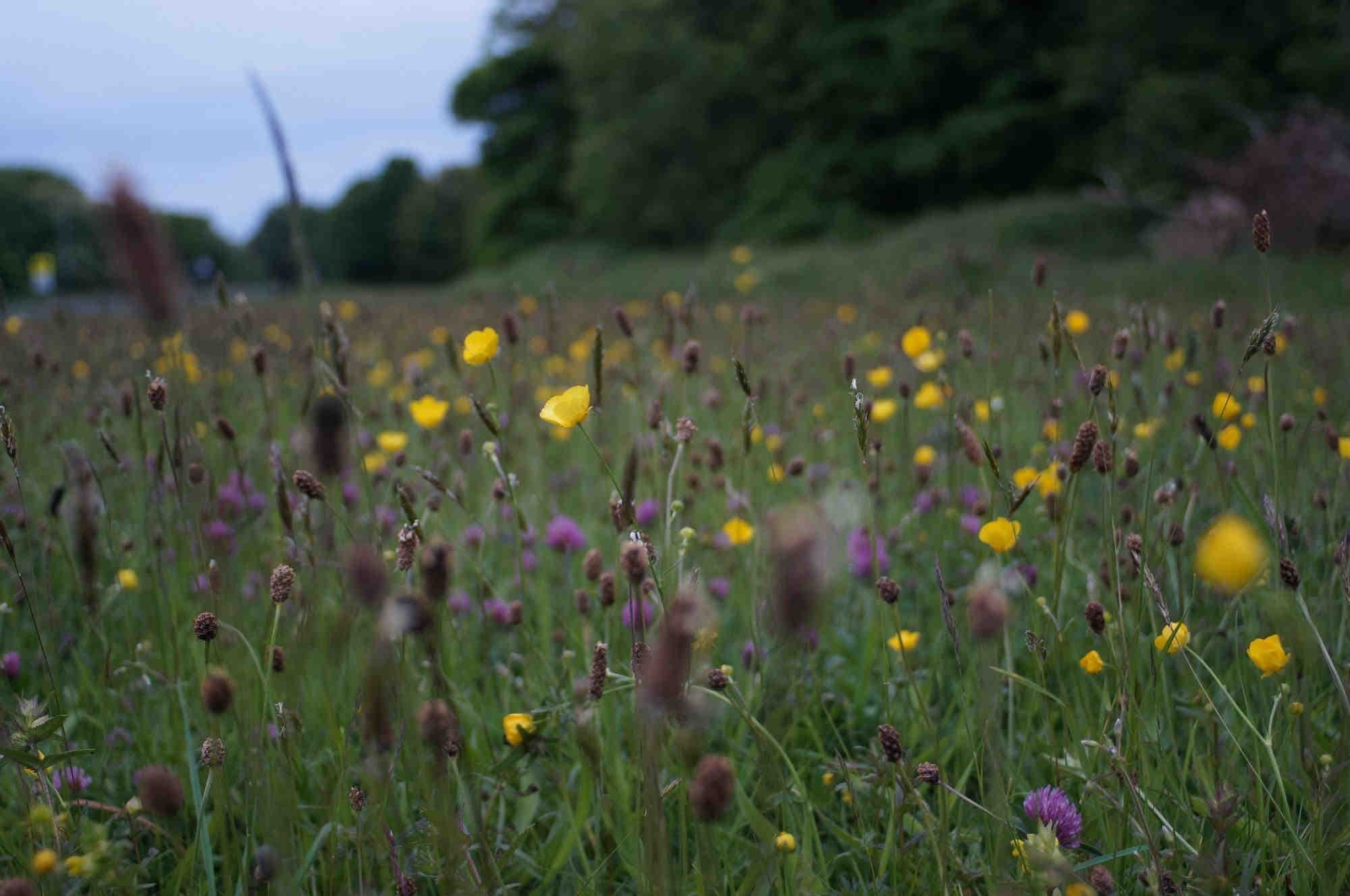 Biodiversité urbaine von 3Bee