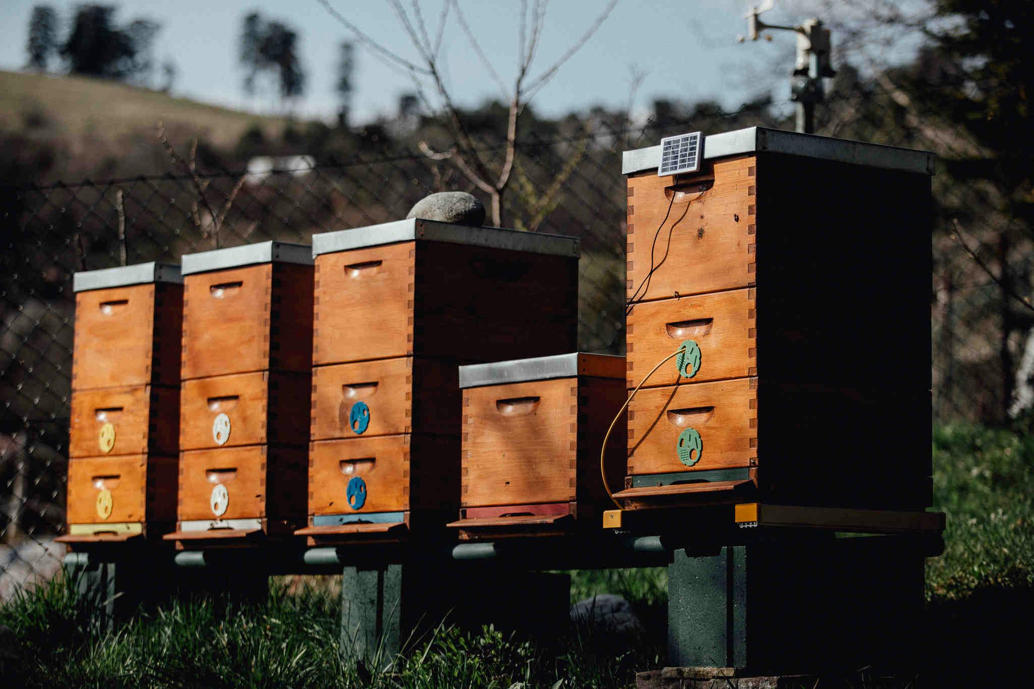 Technologie und Imkerei: Wie man Bienen schützt