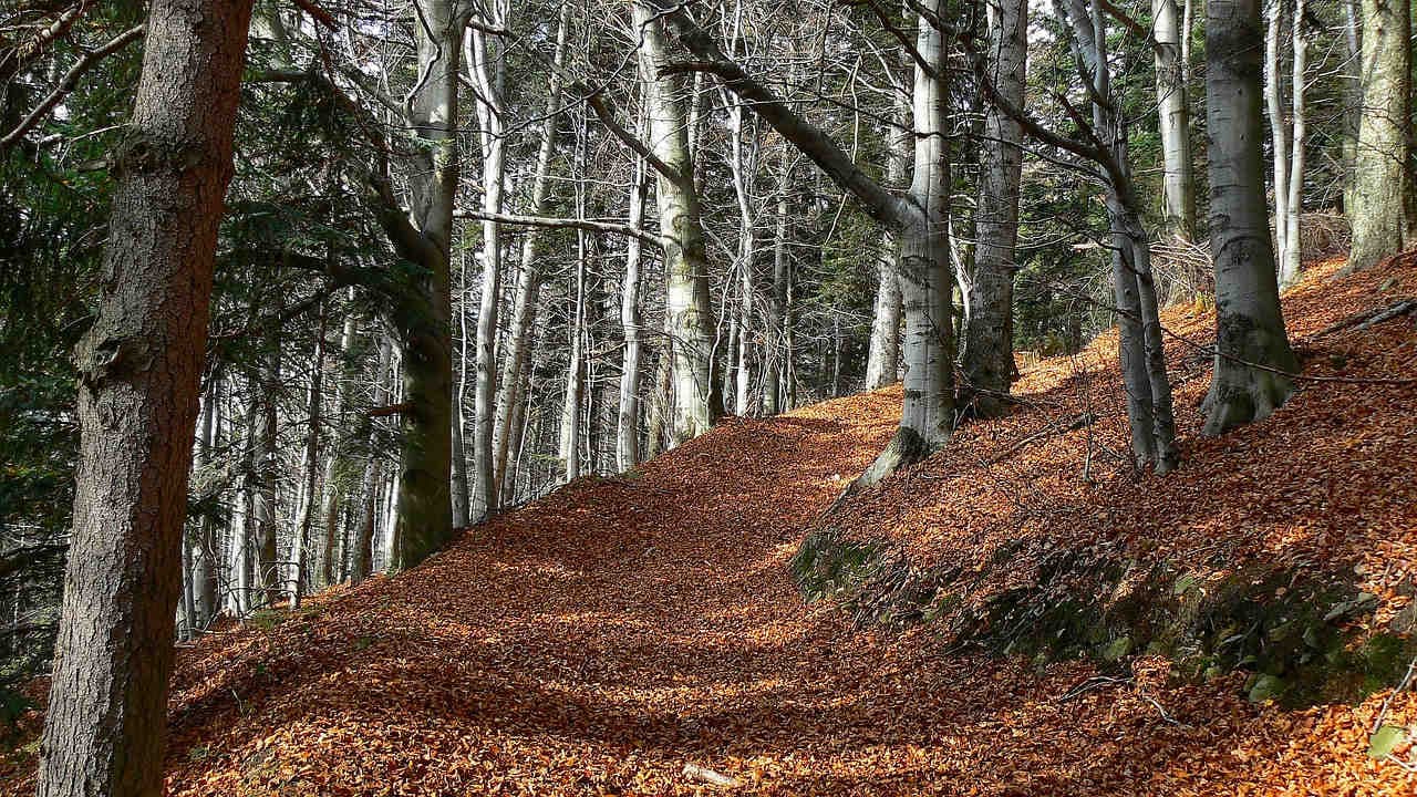tutela bosco