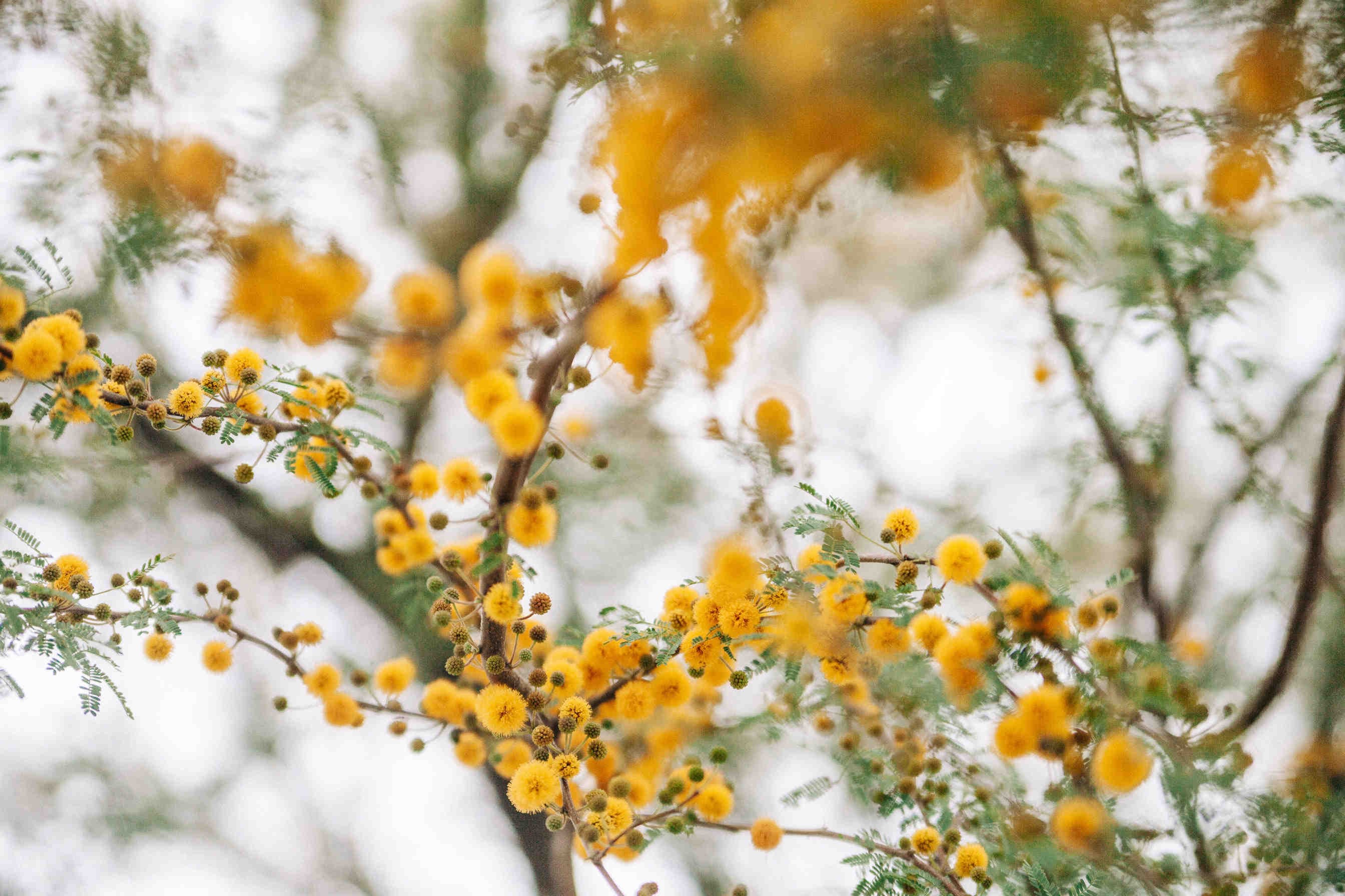 Fioritura dell’acacia