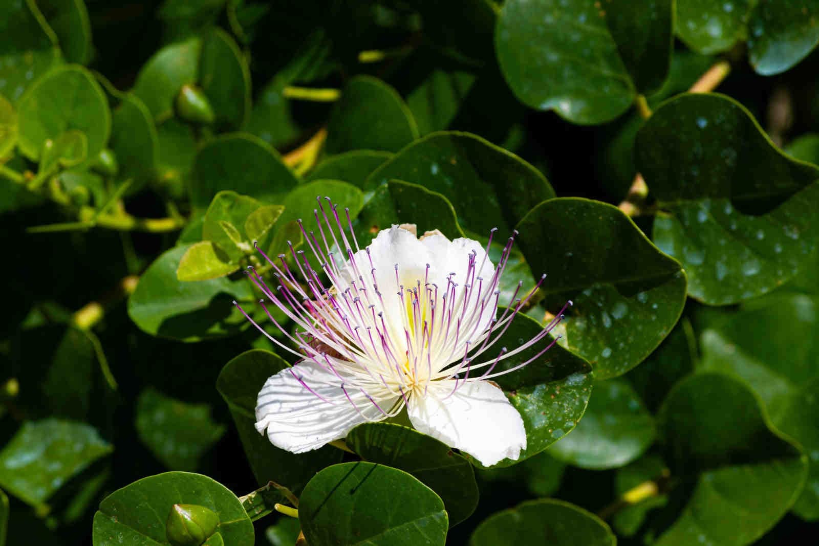 XNatura: technology and data for environmental conservation