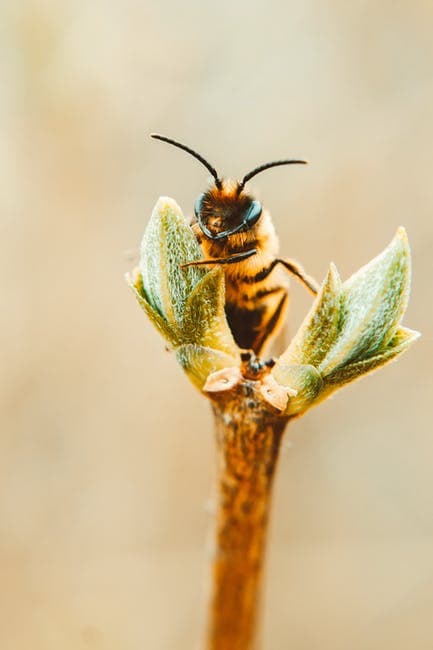 3Bee arrive en France pour la Journée Mondiale des Abeilles