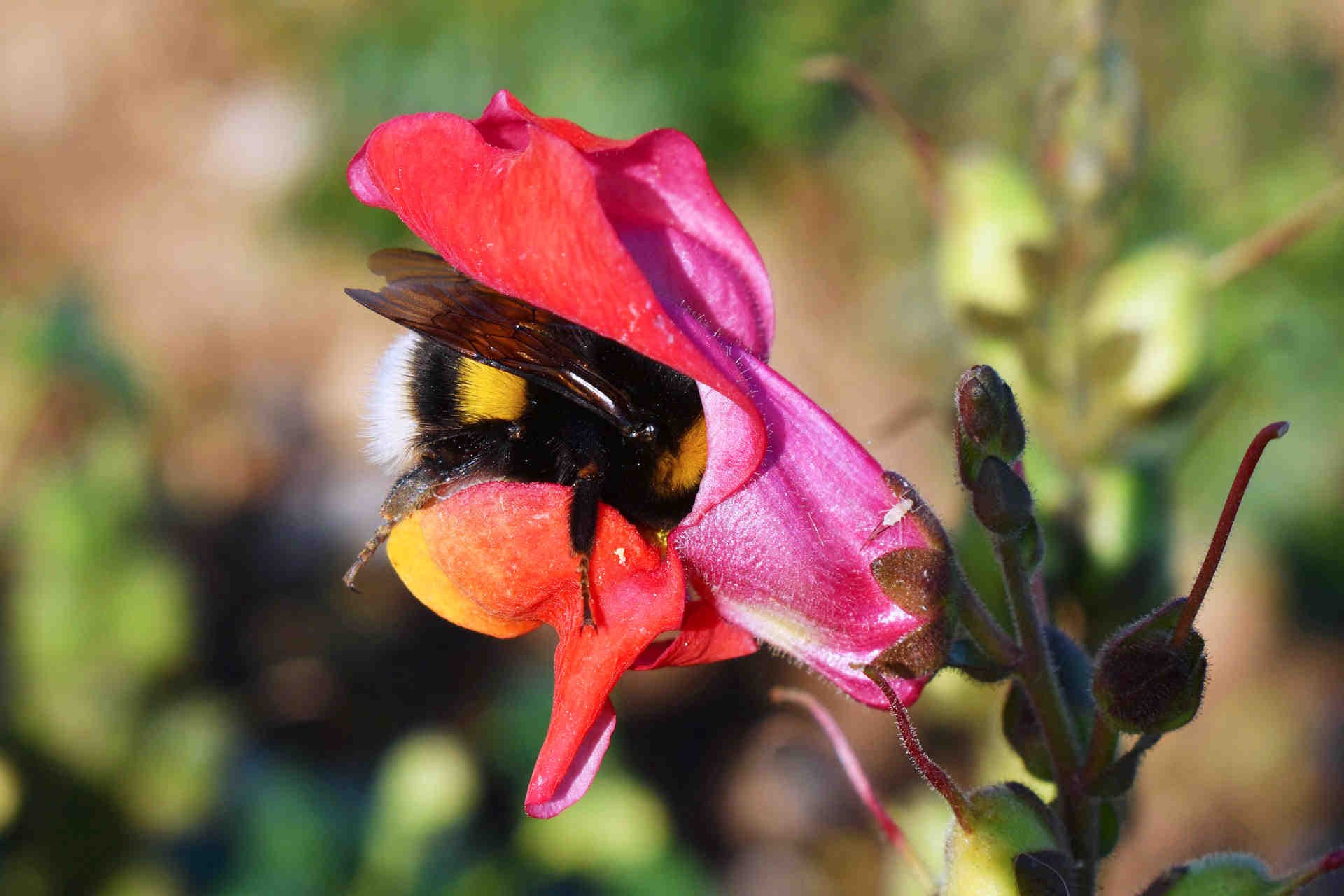 bombo dentro un fiore