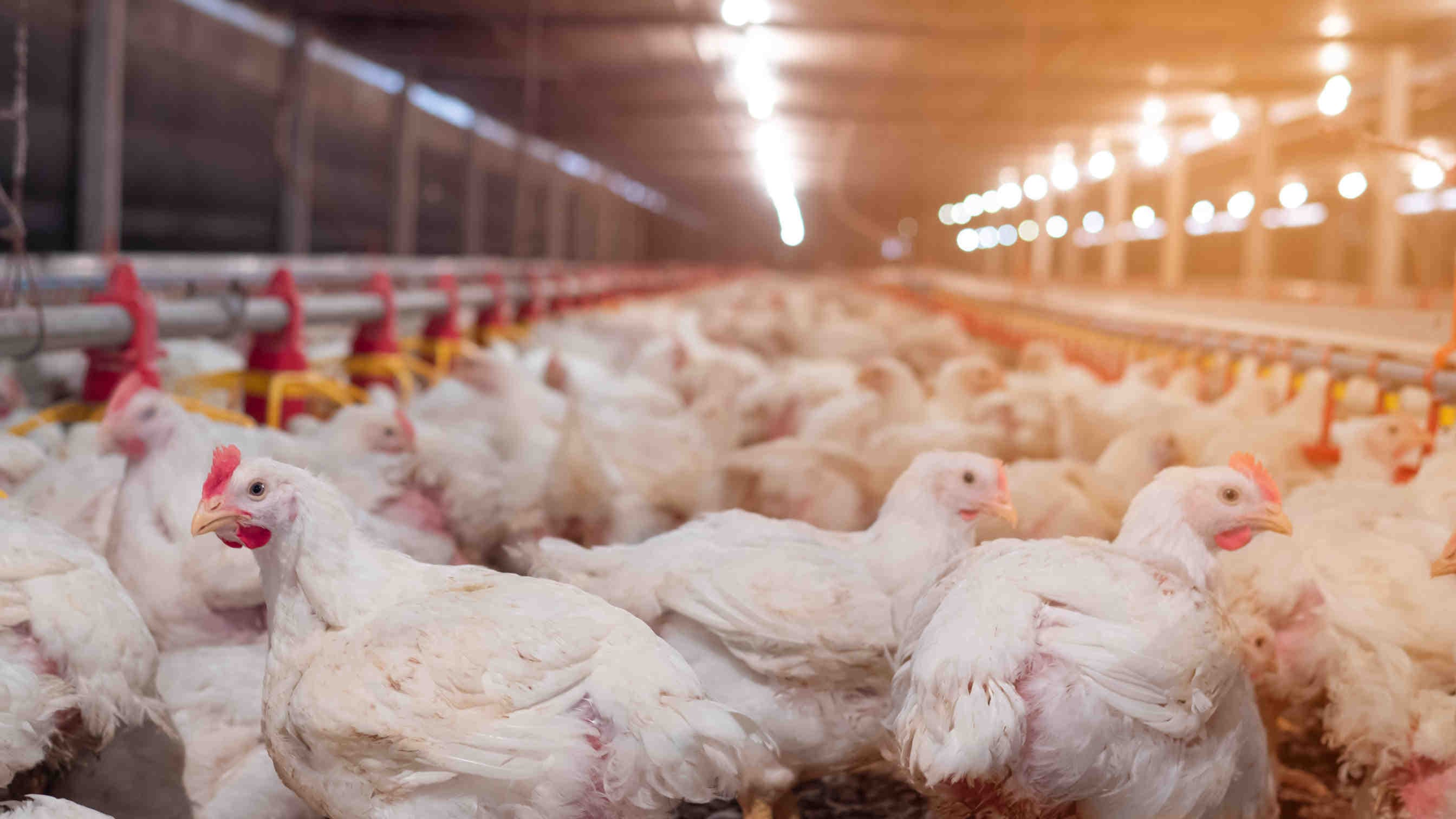 Allevamento di polli broiler