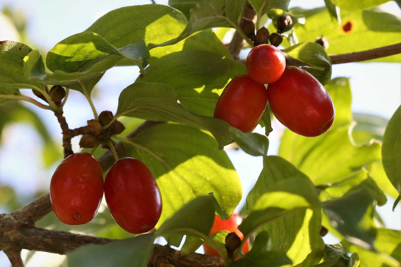 frutti corniole