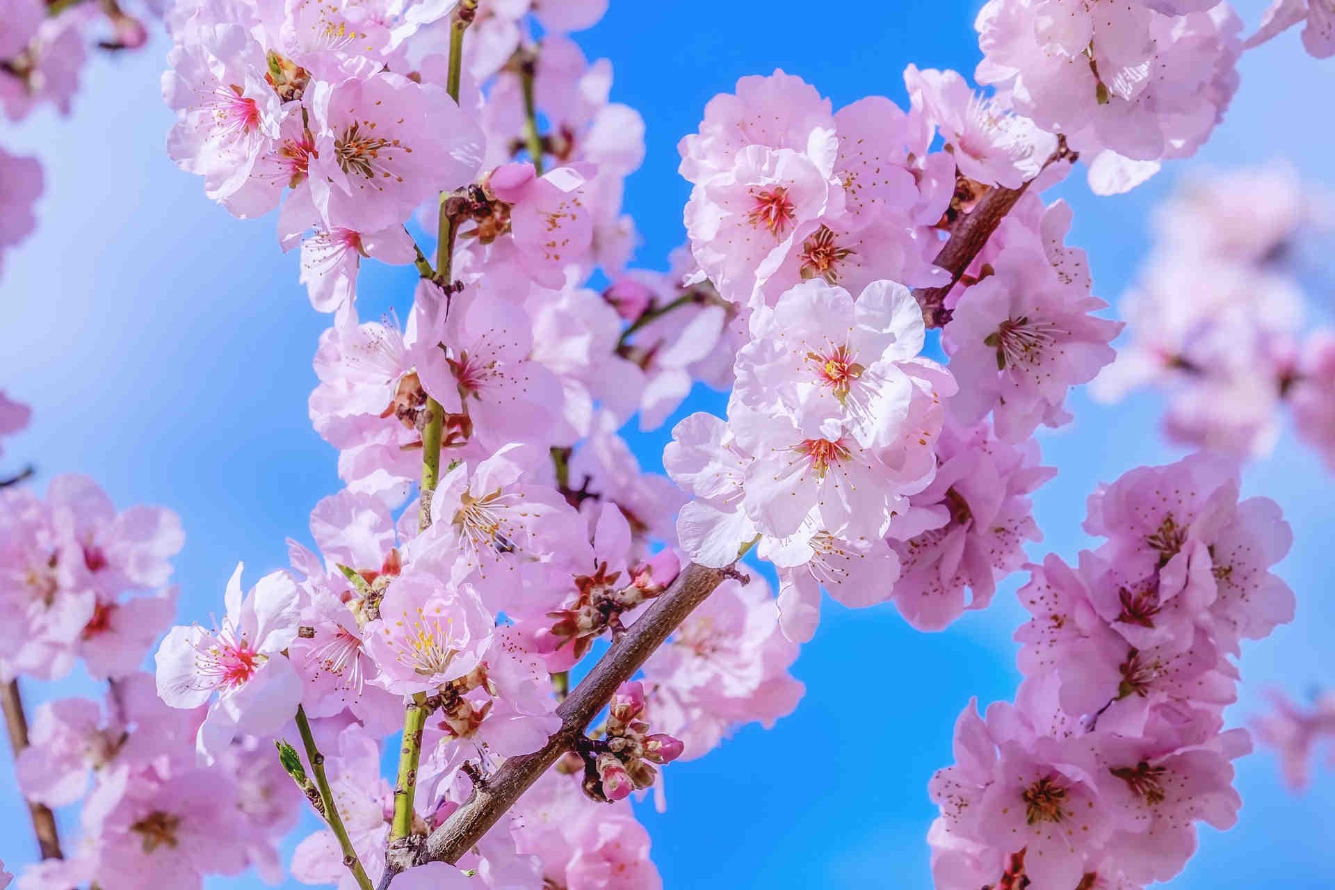 Primavera, la stagione in cui si risveglia la natura