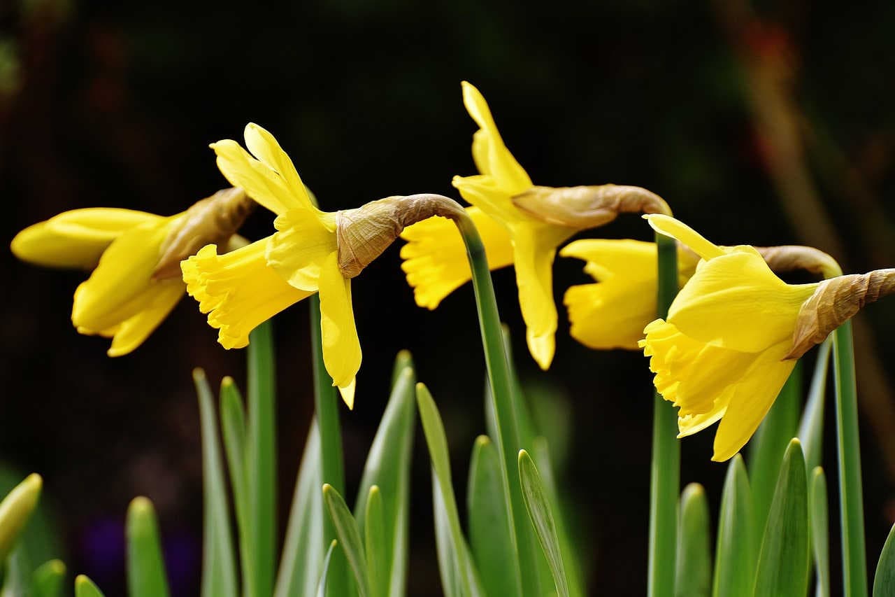 narciso trombone