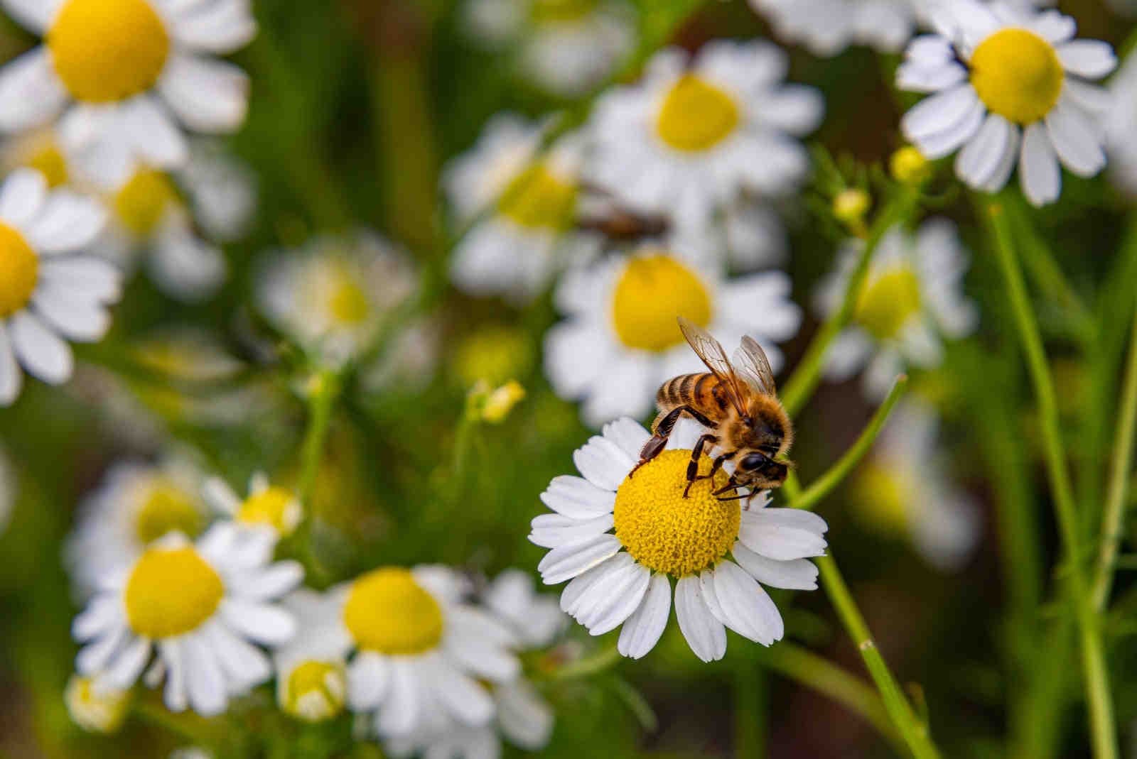 Soluzioni nature-based integrate nella VIA