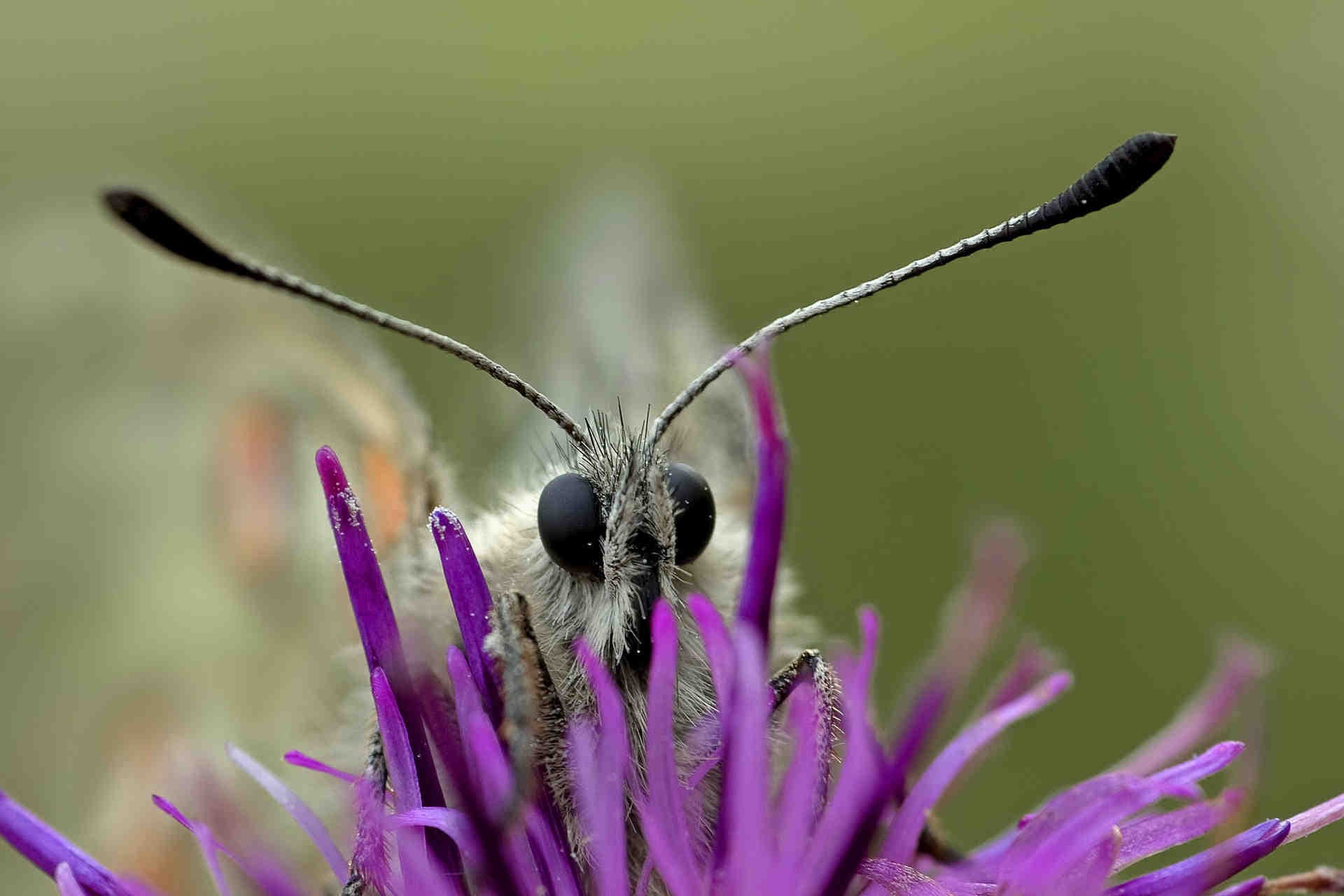 Parnassius