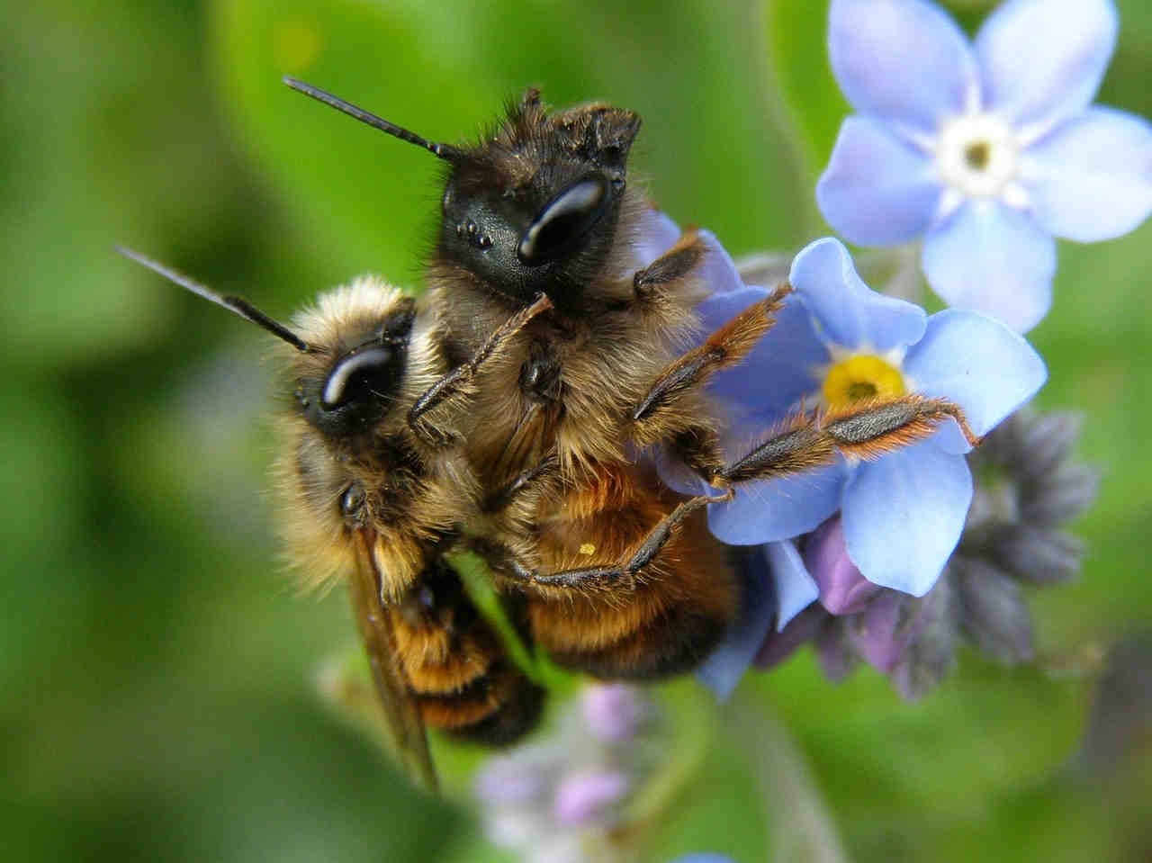 Come proteggere i nostri impollinatori