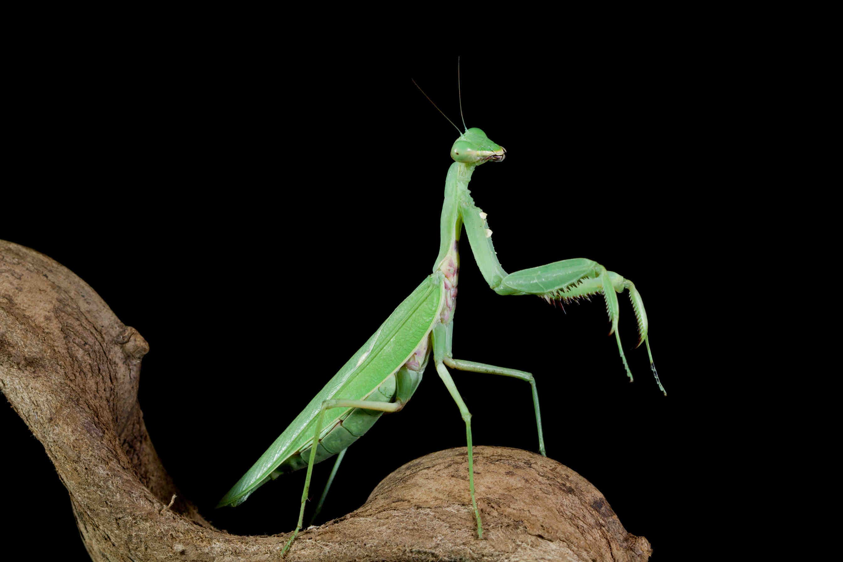 Hierodula_patellifera