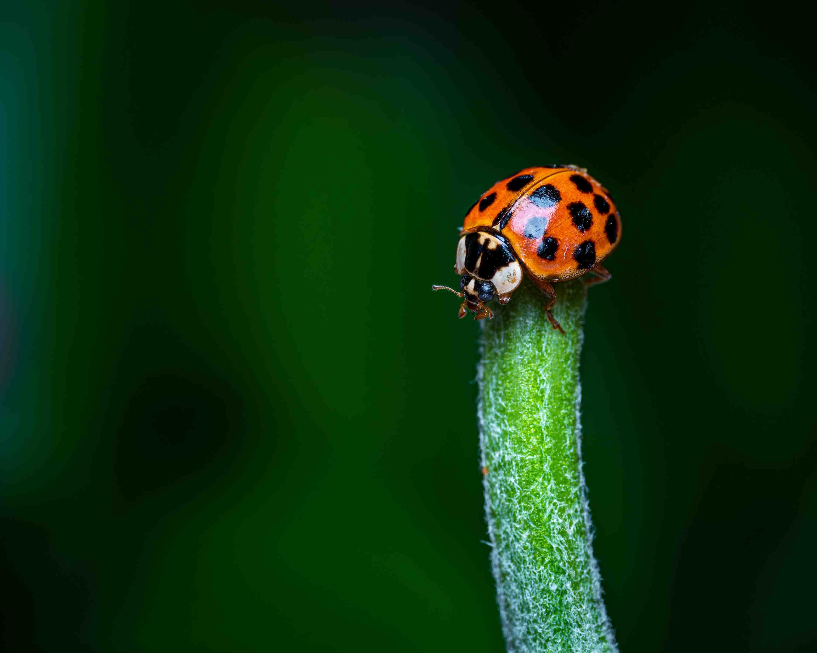 Harmonia axyridis