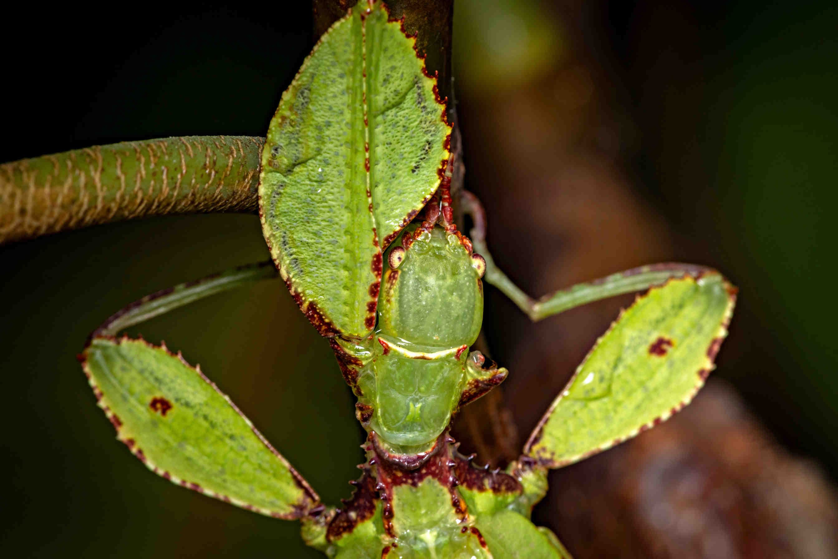 Phyllium