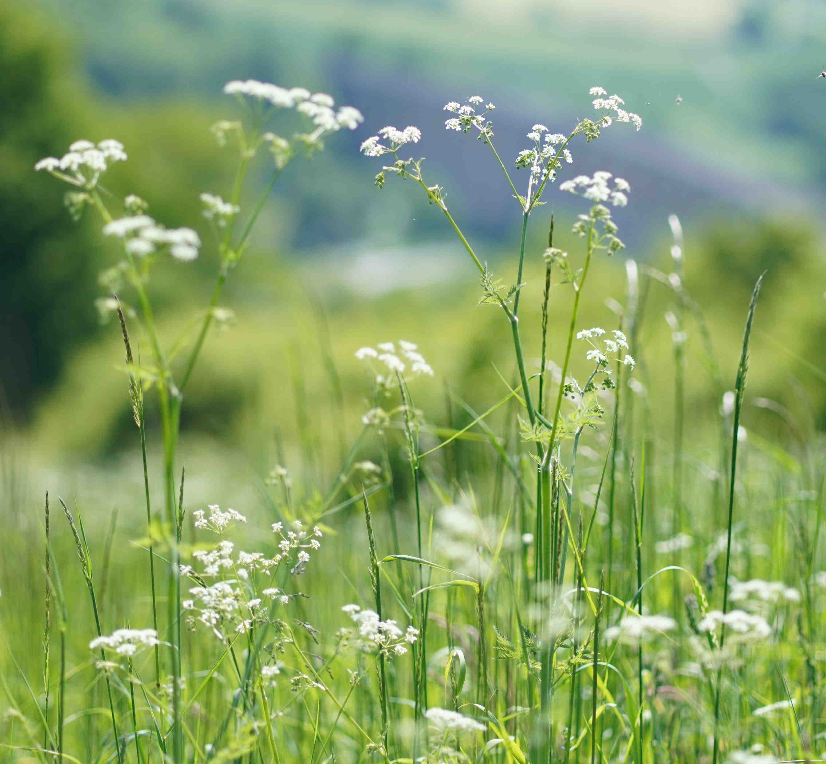 Grassland habitat