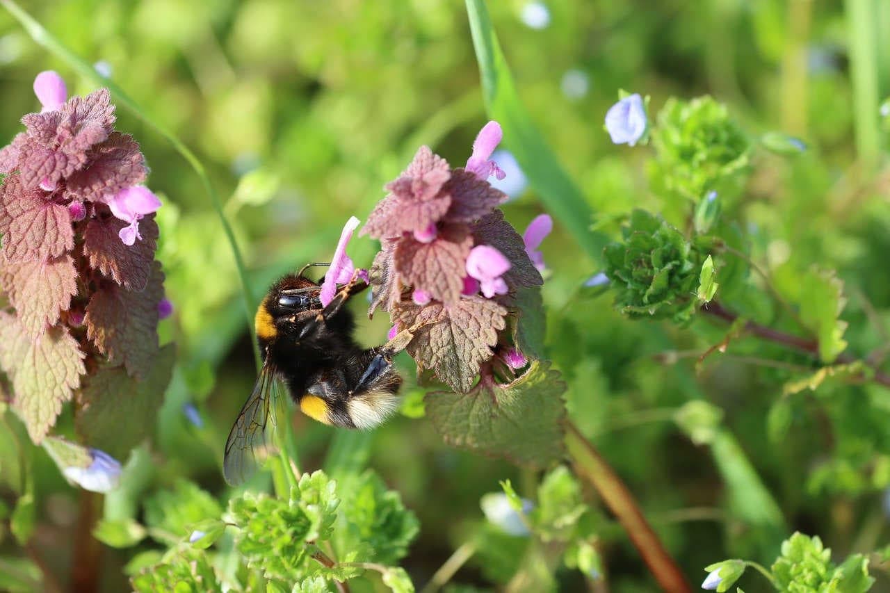 Bombus terrestris
