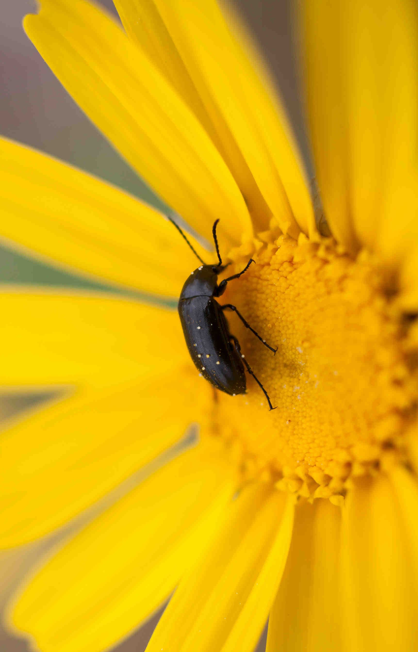 coleottero_impollinatore