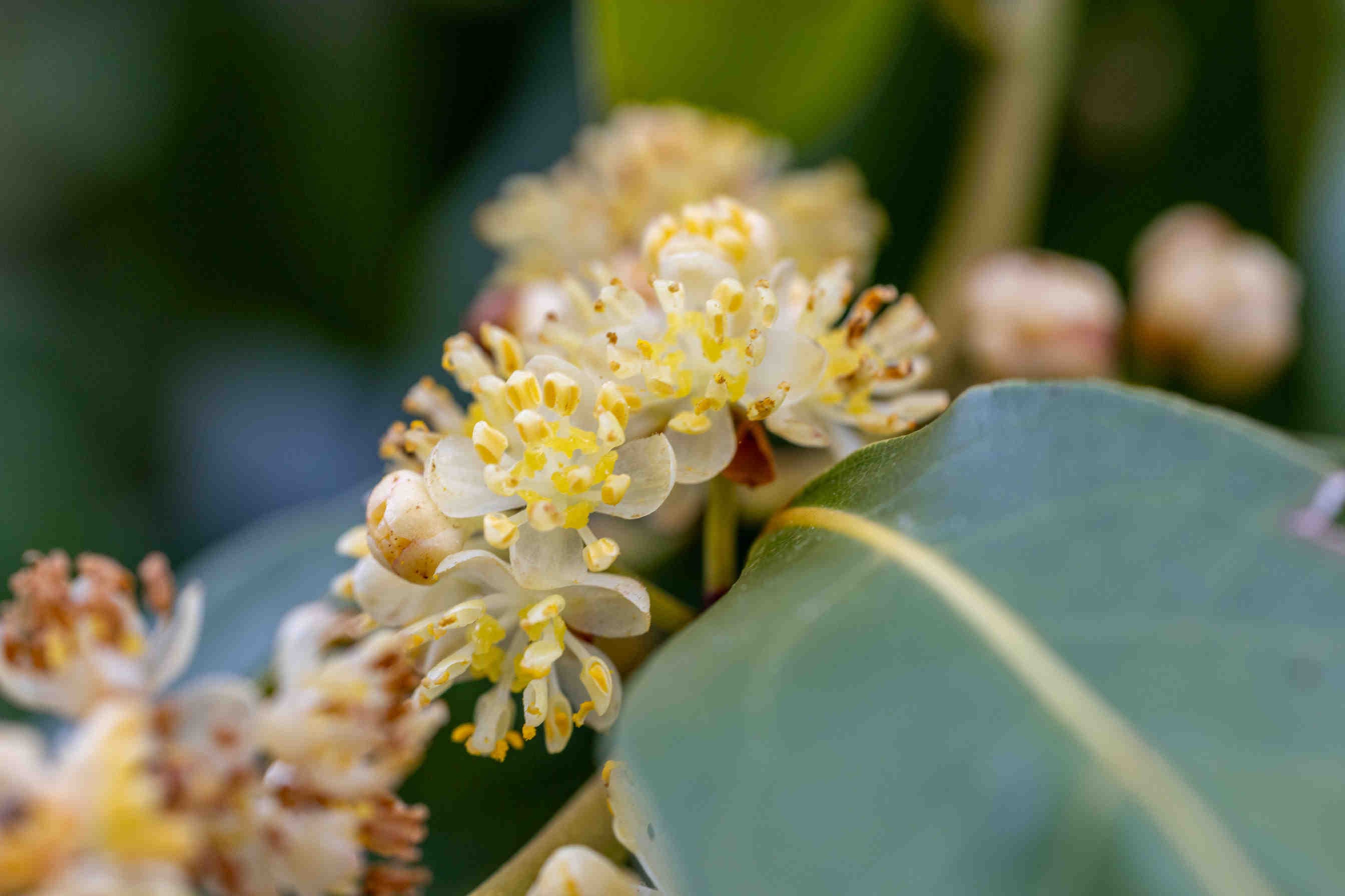 alloro fiori