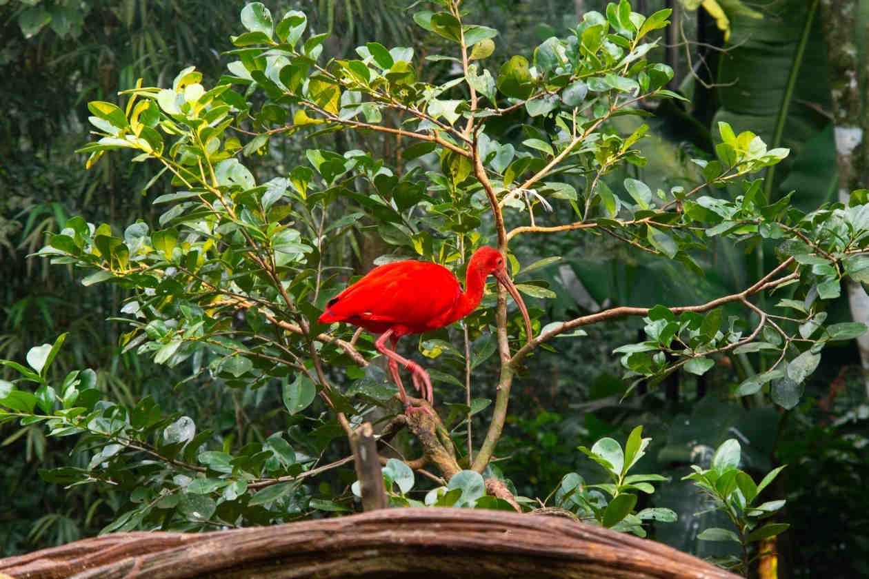 Crediti di biodiversità: perché sono importanti