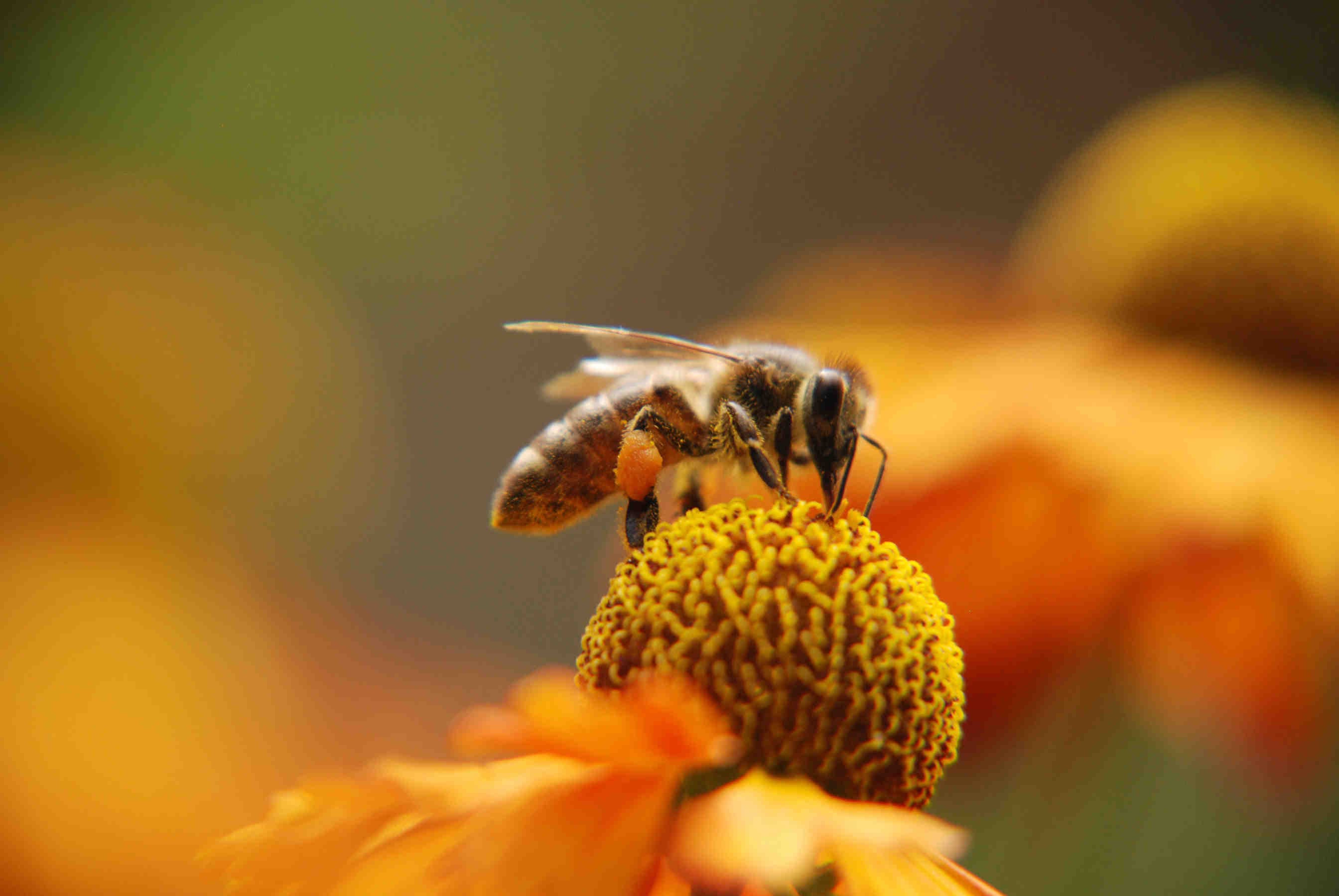 Cosa si aspetta 3Bee dalla Cop15?
