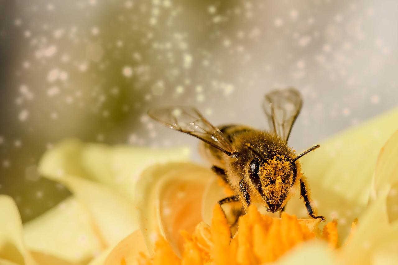 Unterschiede zwischen Honigbienen und solitäre Wildbienen