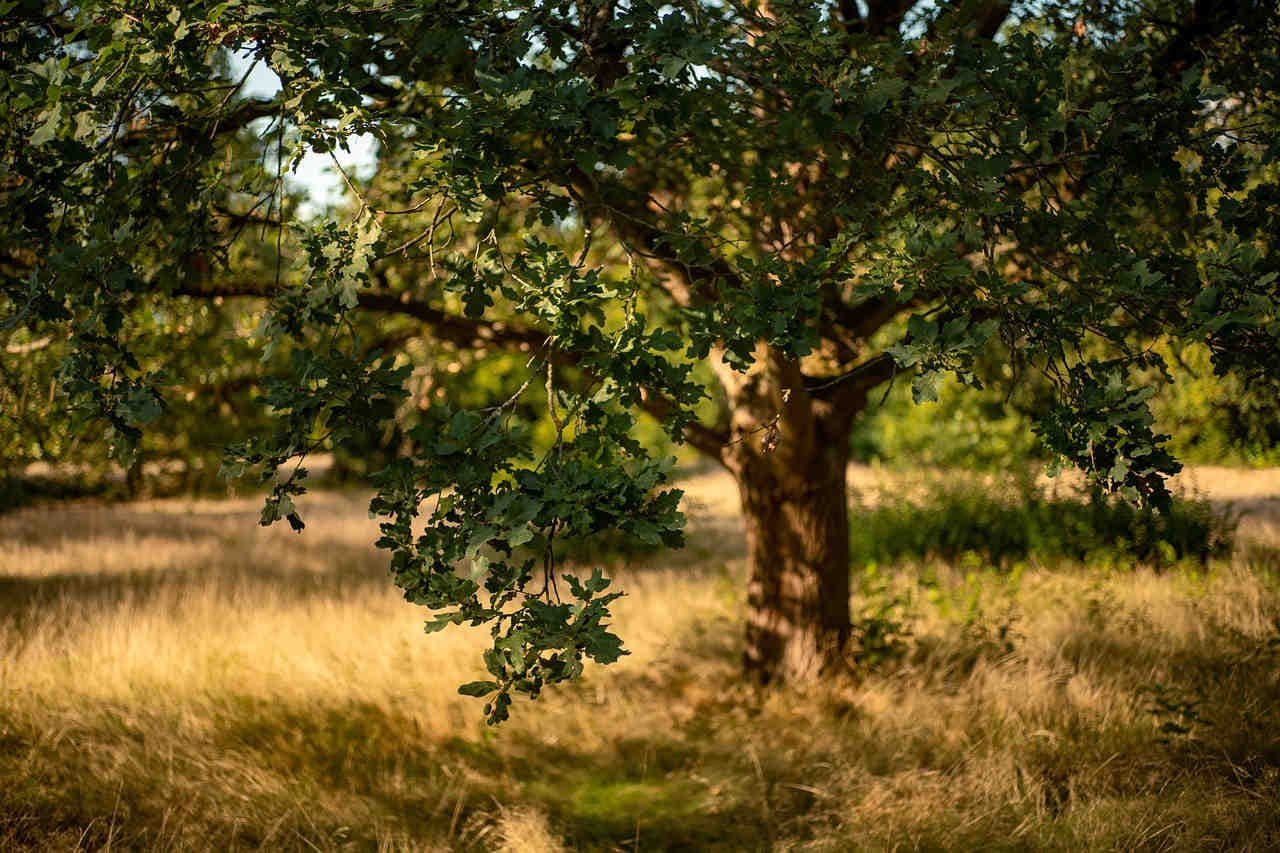 Quercus: un genere dalle mille sfaccettature