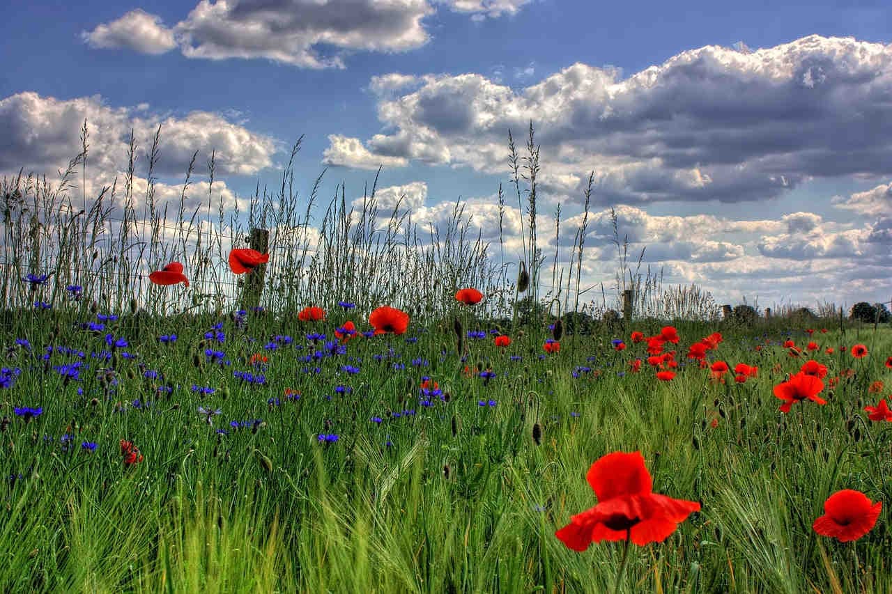 Deutschlands Einsatz für den Erhalt der Natur