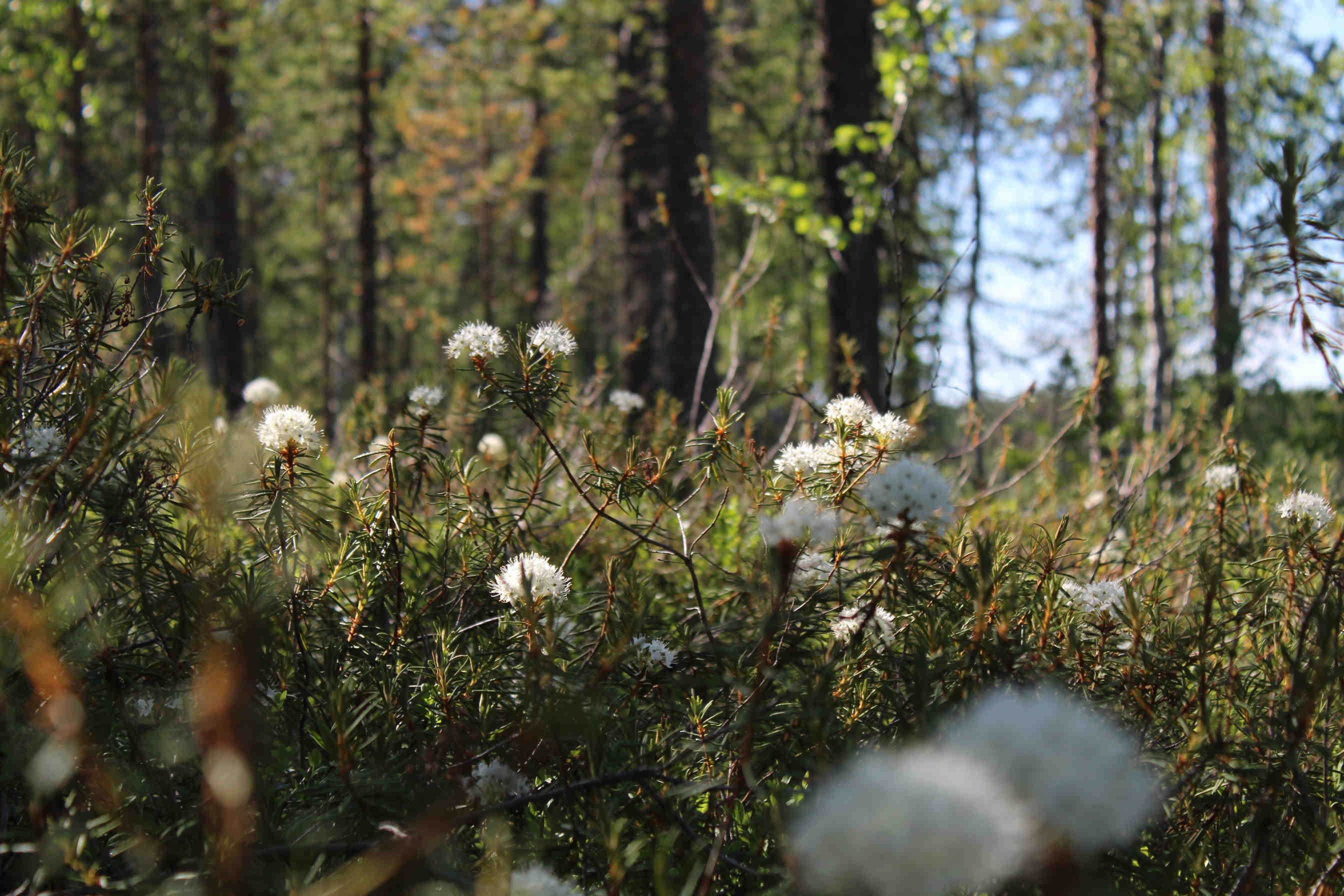 Die Regeneration der Biodiversität durch 3Bee