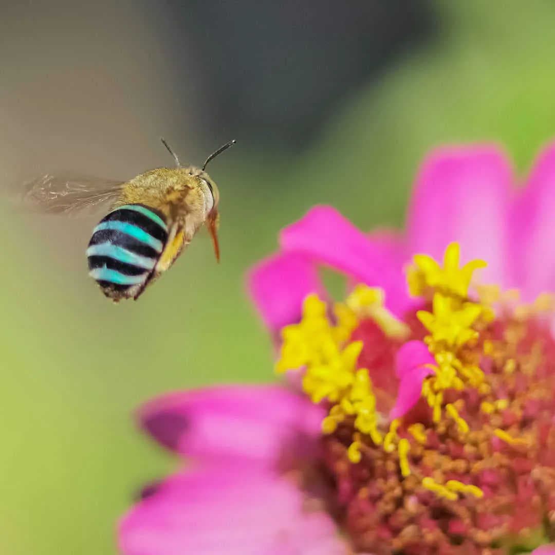 Curiosités sur les abeilles : Abeilles vertes et bleues