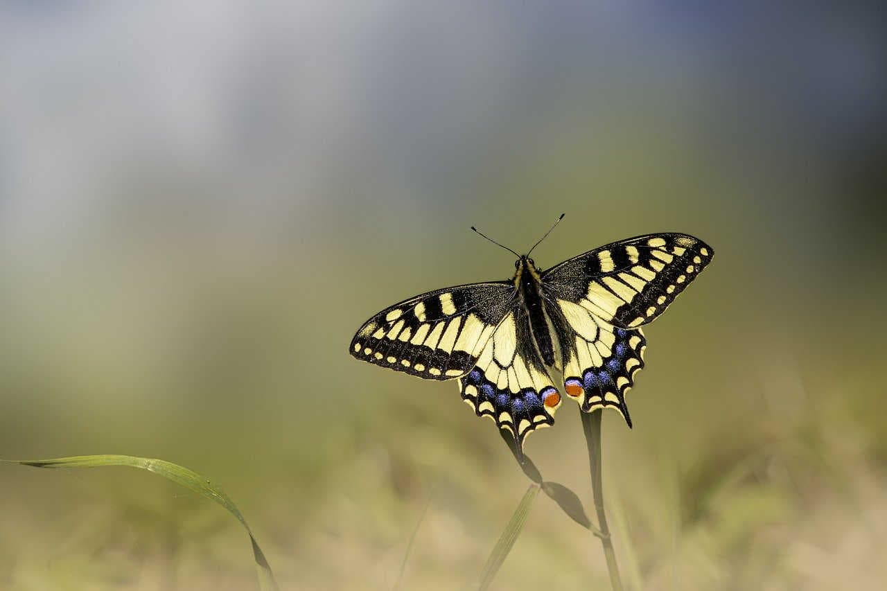 Farfalle a rischio: una ricchezza naturale da tutelare