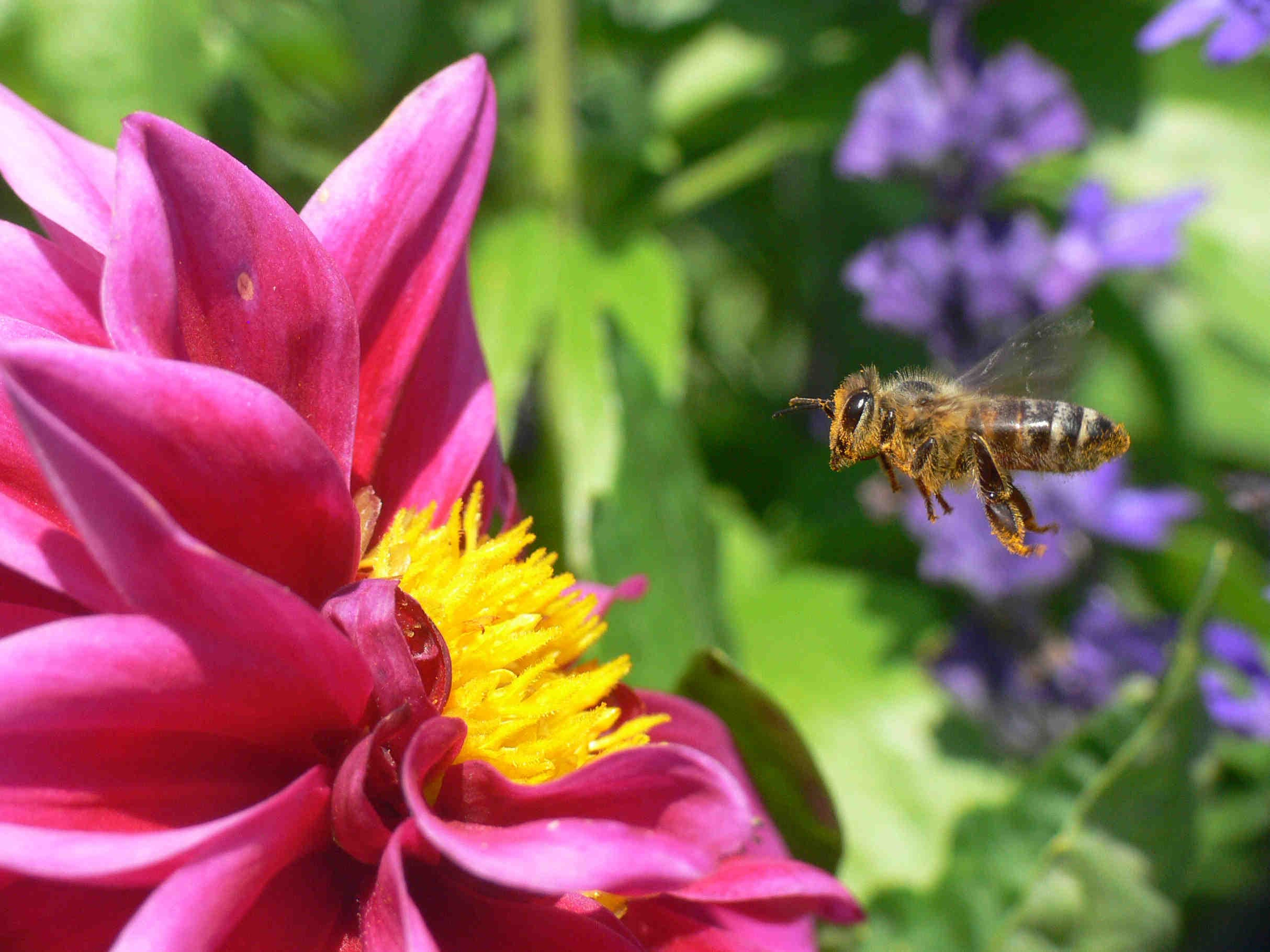 The magical world of bees