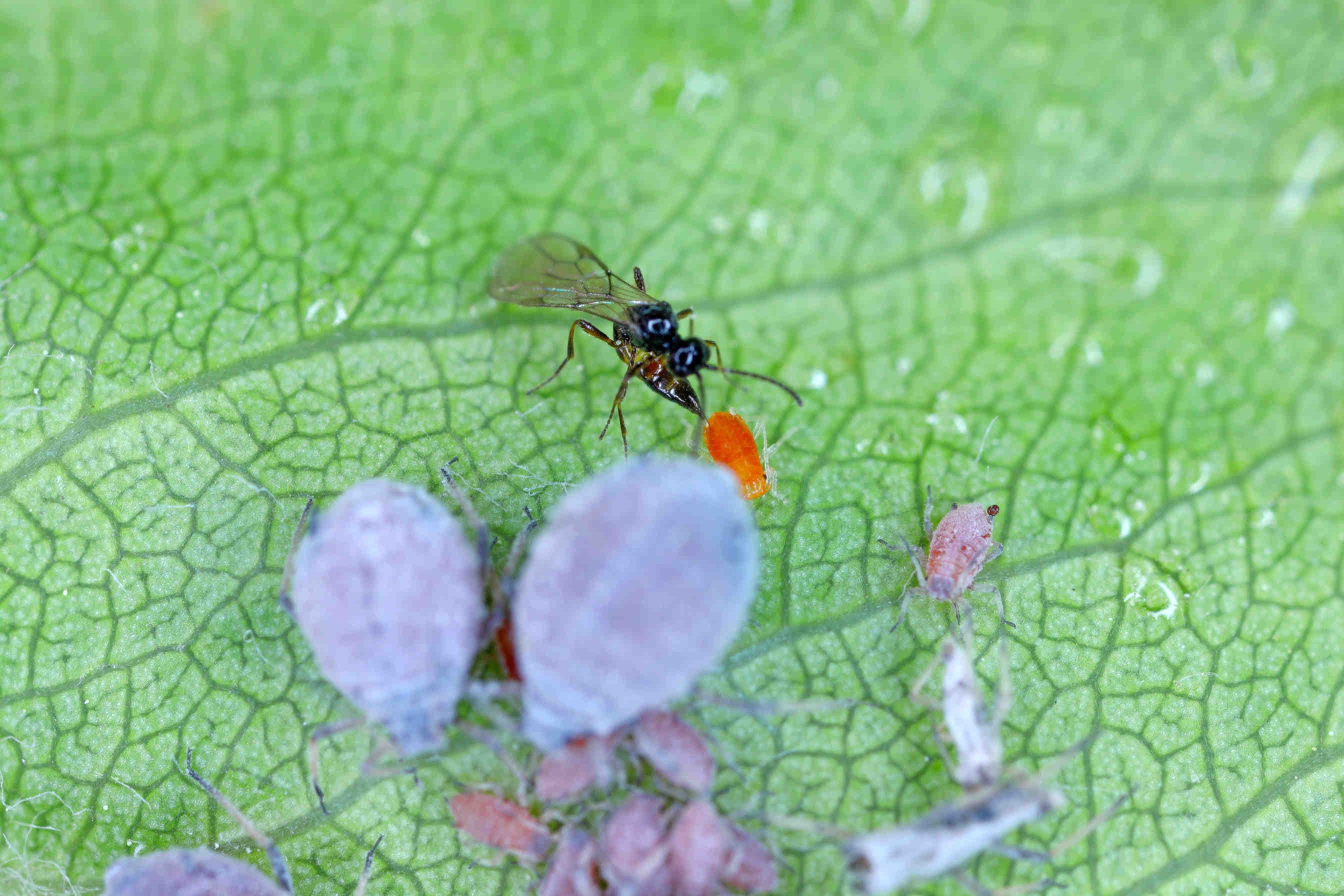 aphidius_colemani