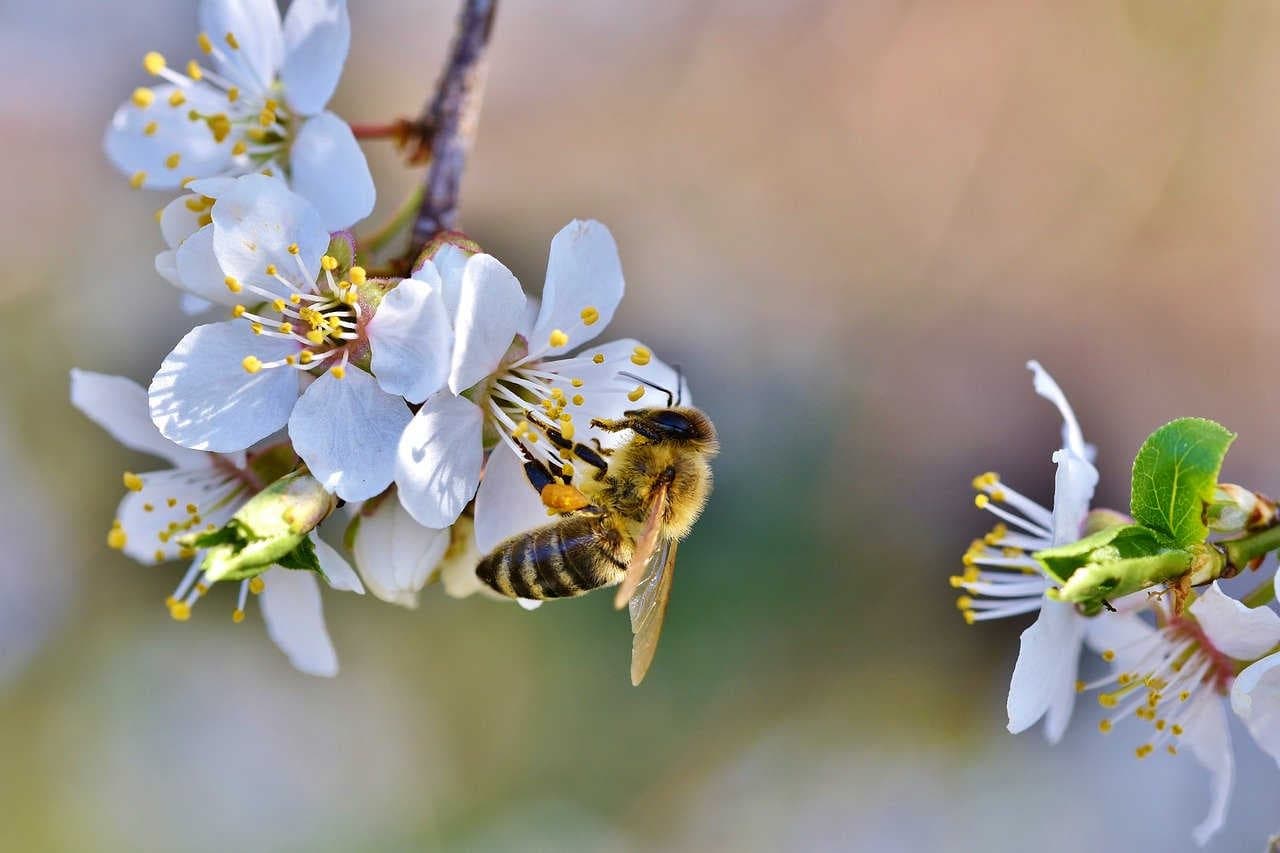 ADOPT A BEEHIVE