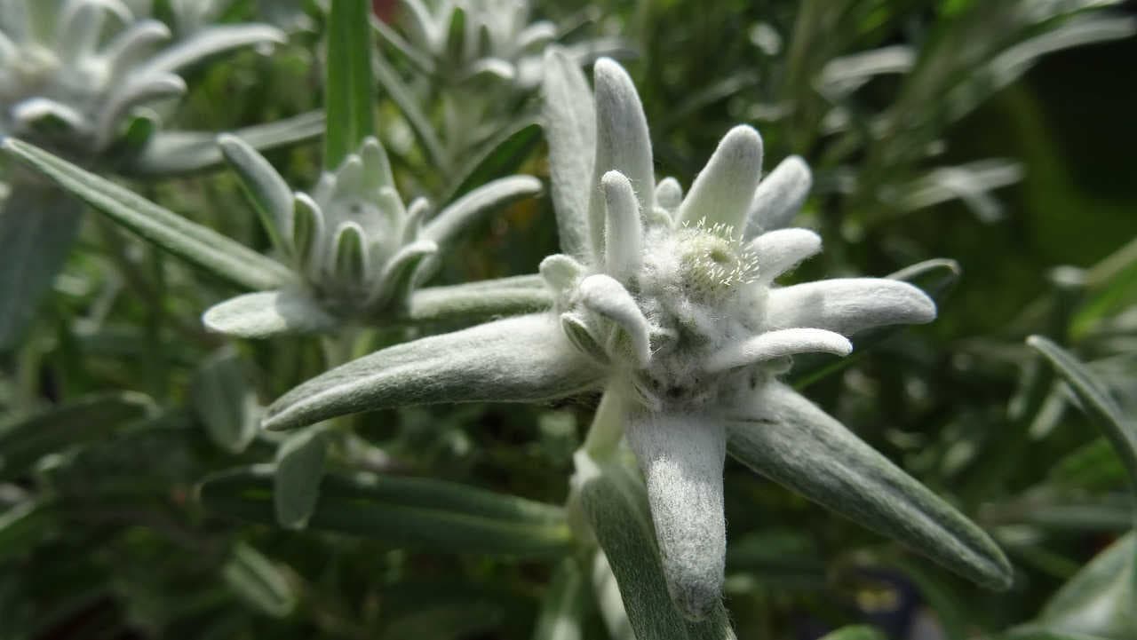fiore stella alpina