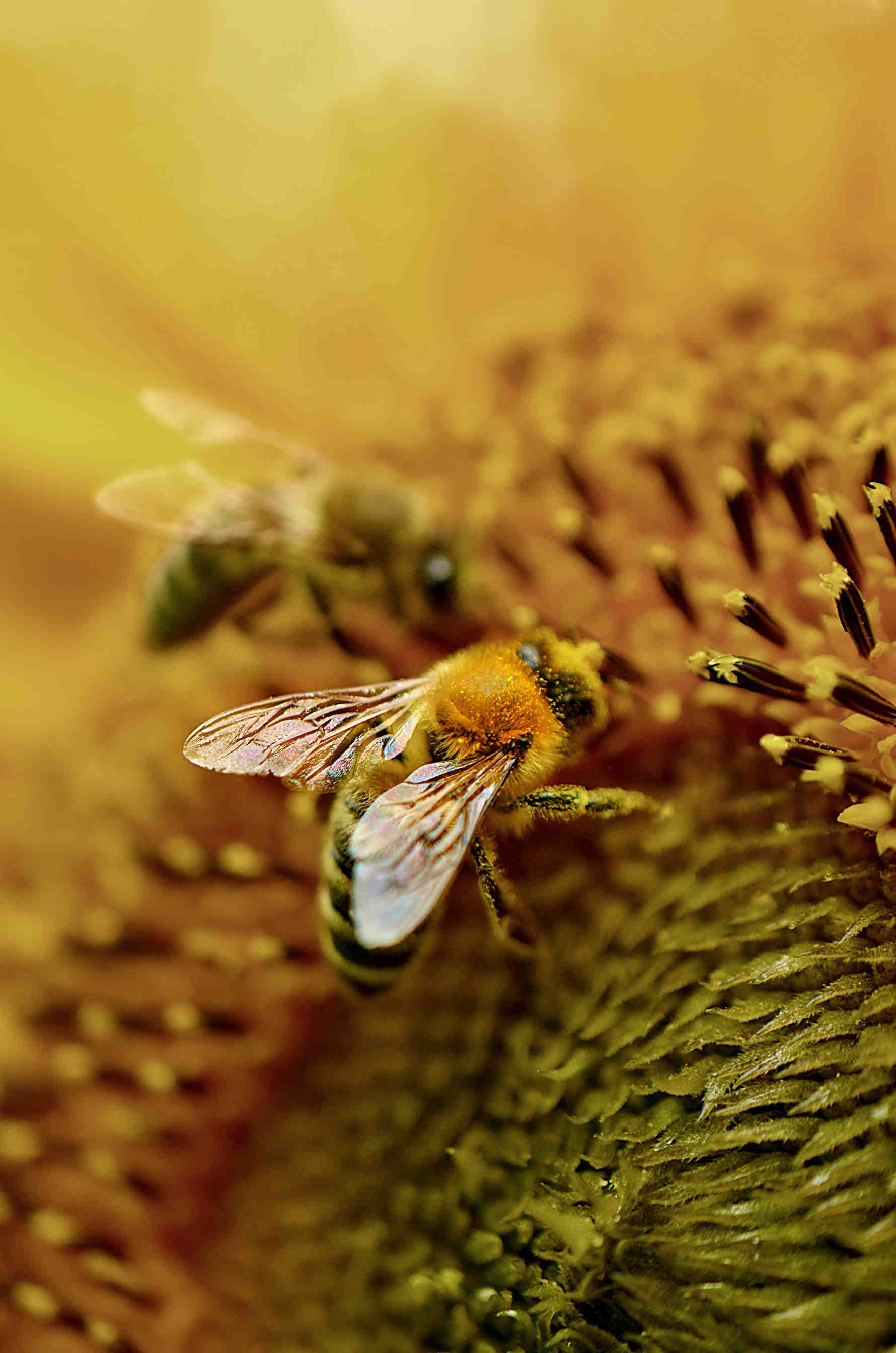 Elige a las abejas 3Bee